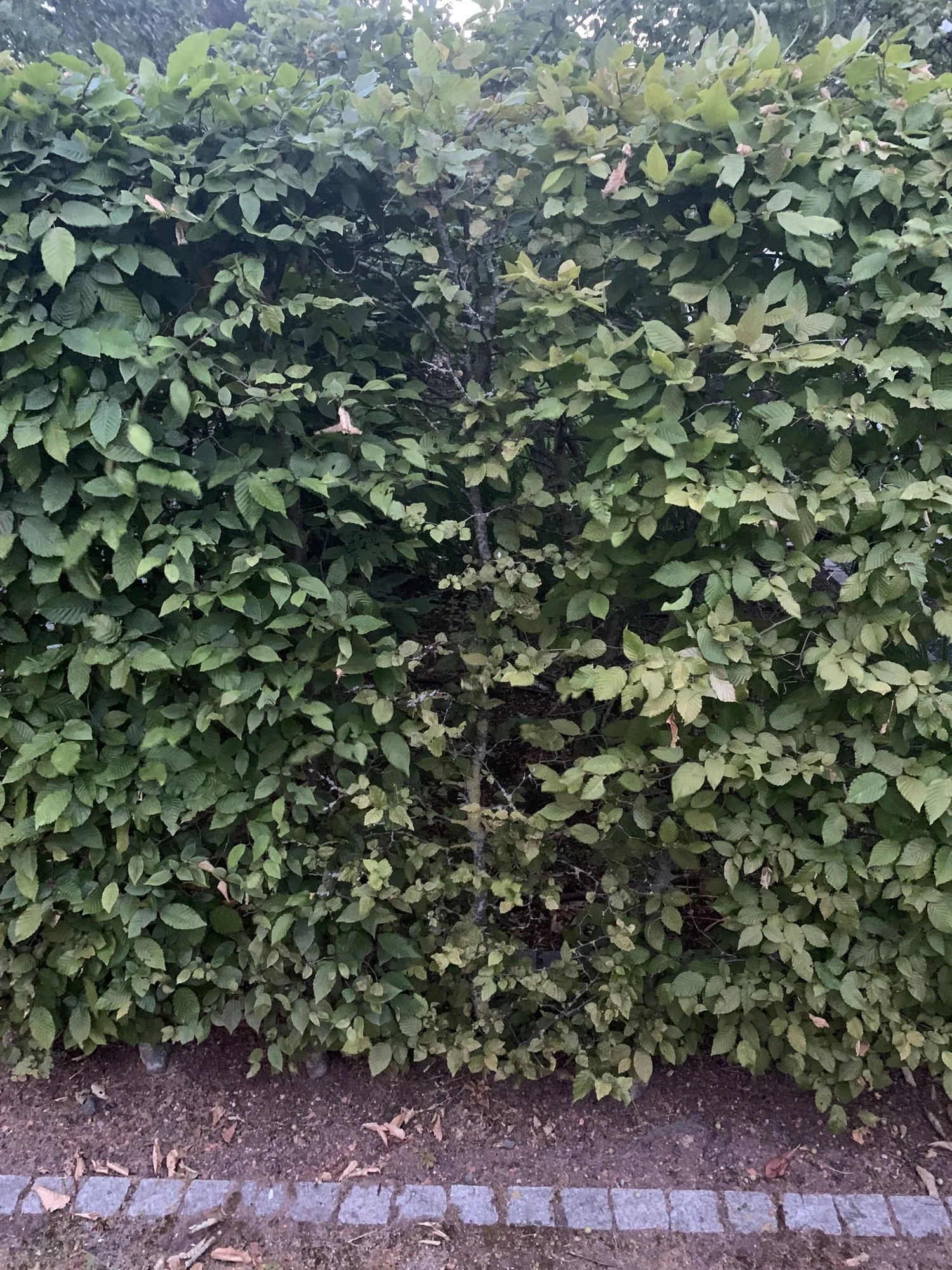 IMG_0247.jpeg