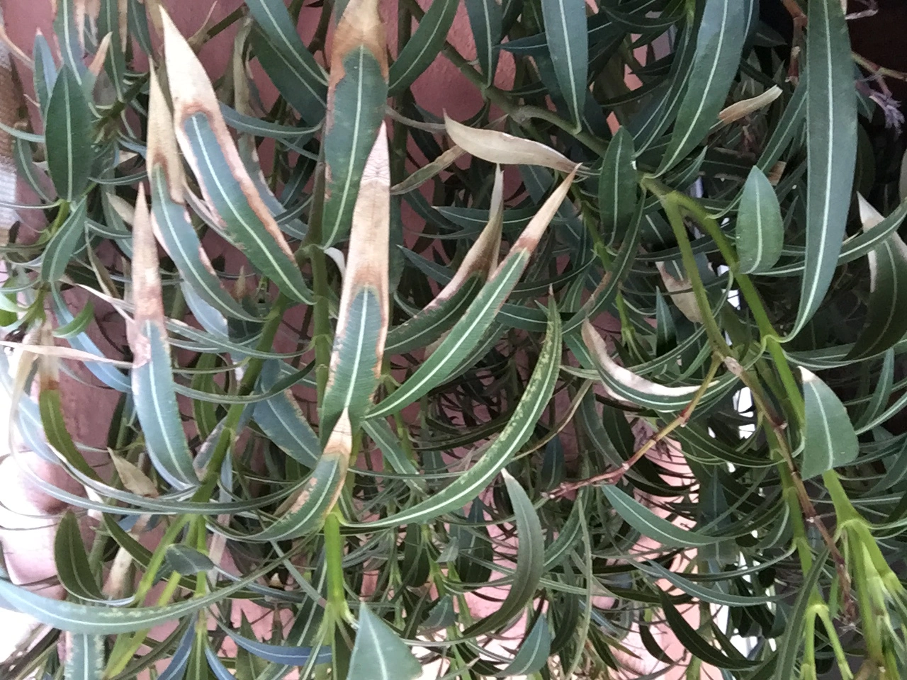 Oleander braune Blätter auf der Sonnenseite