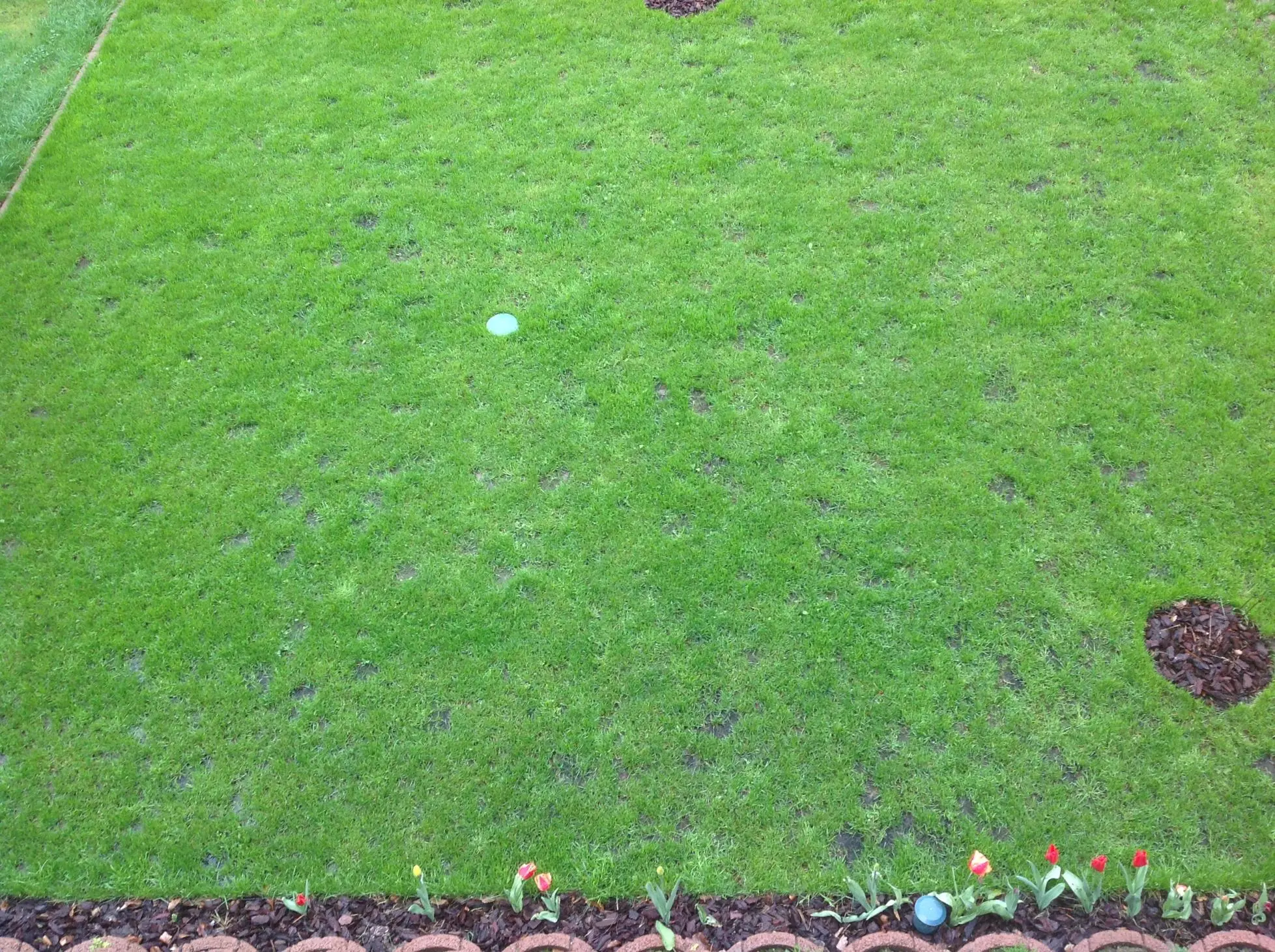 Rasen Lückenhaft und nicht dicht gewachsen