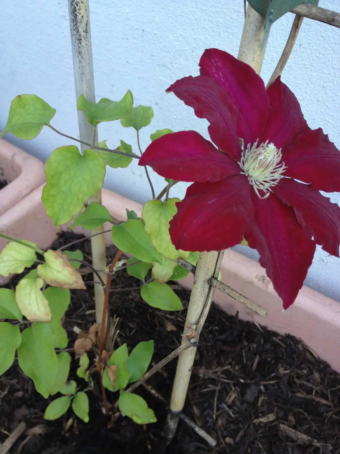 Welche Clematis ist das?