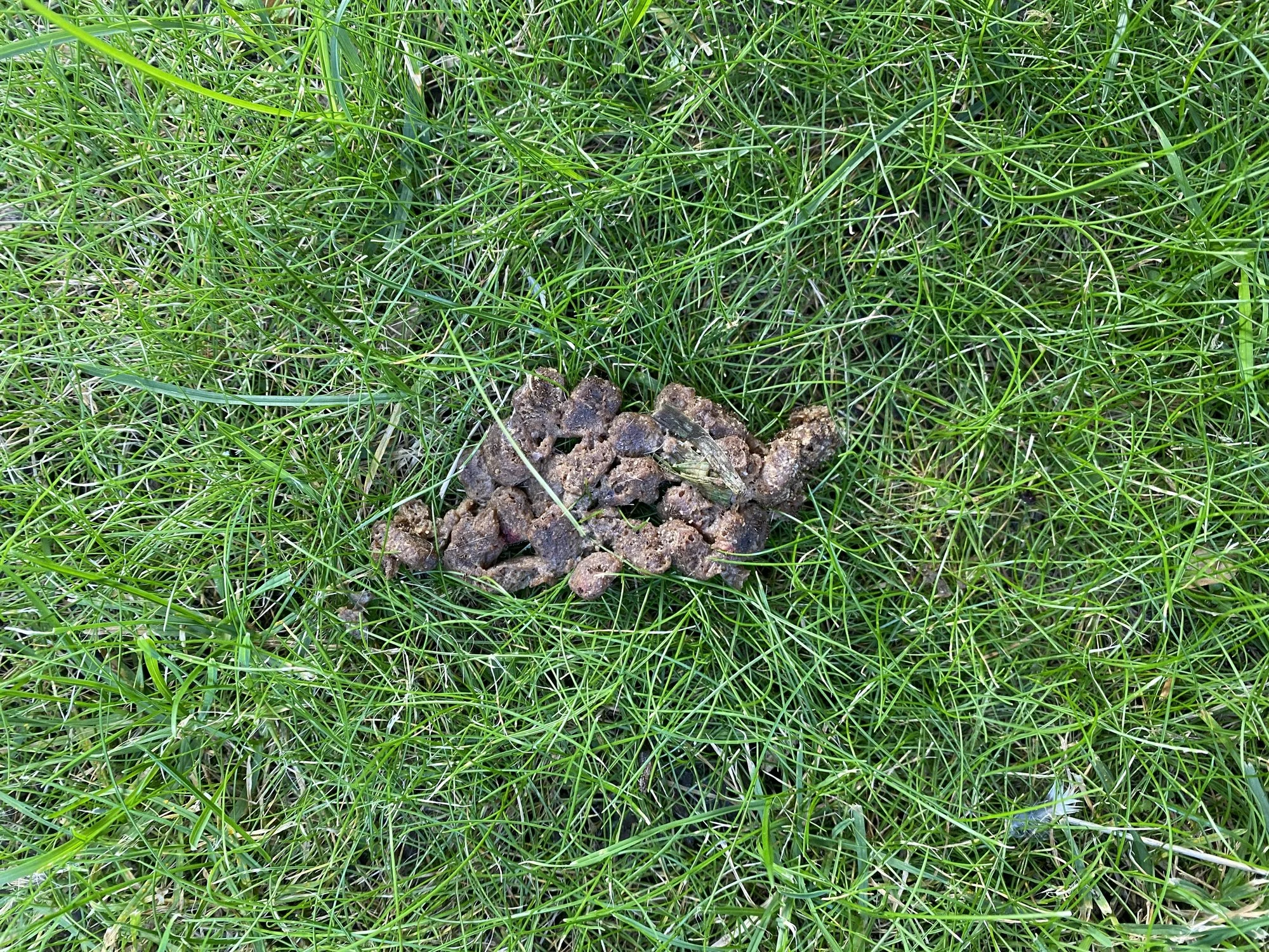 Tierkot bestimmen