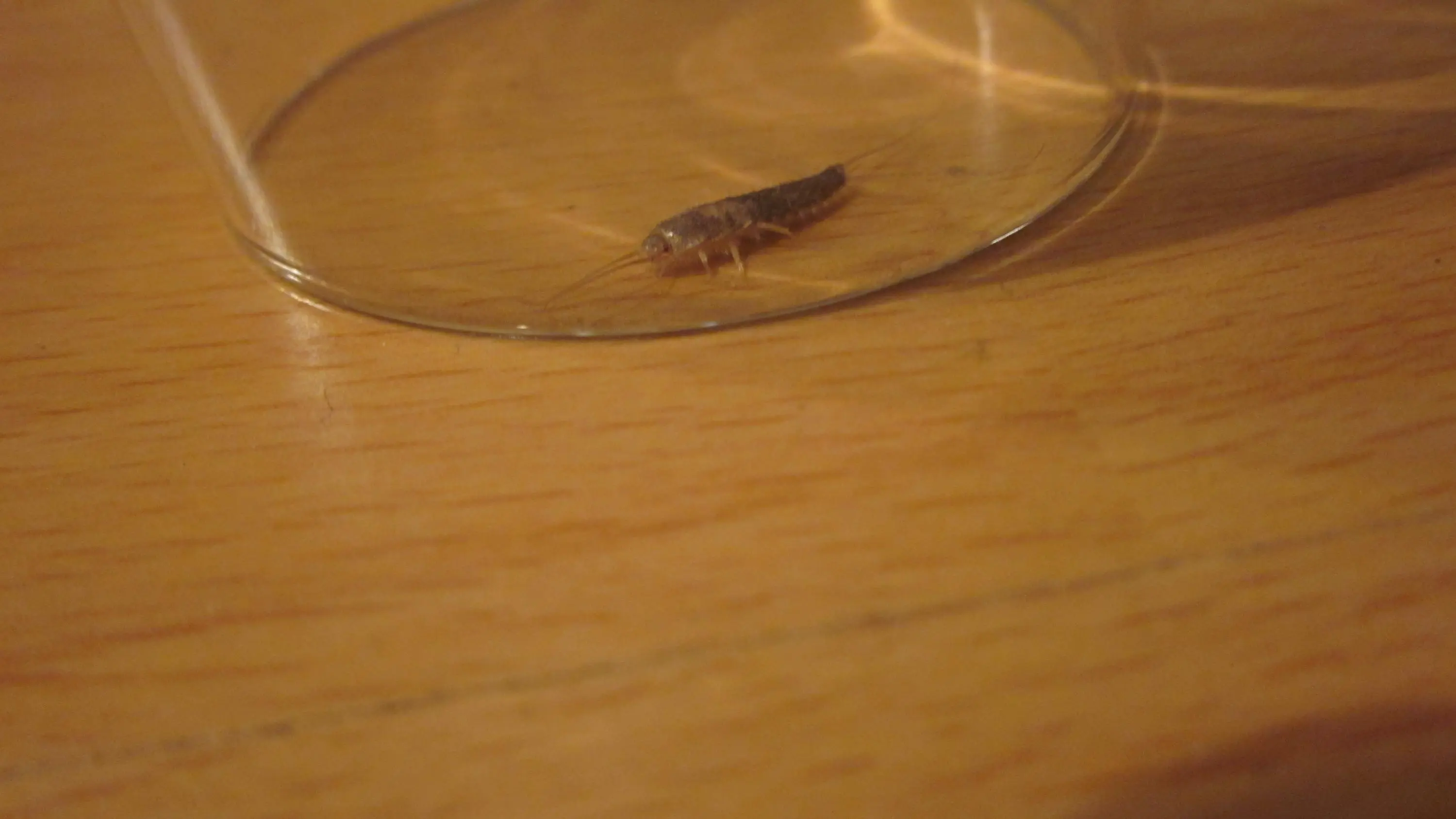 RiesenSilberfische in der Wohnung was dagegen tun?