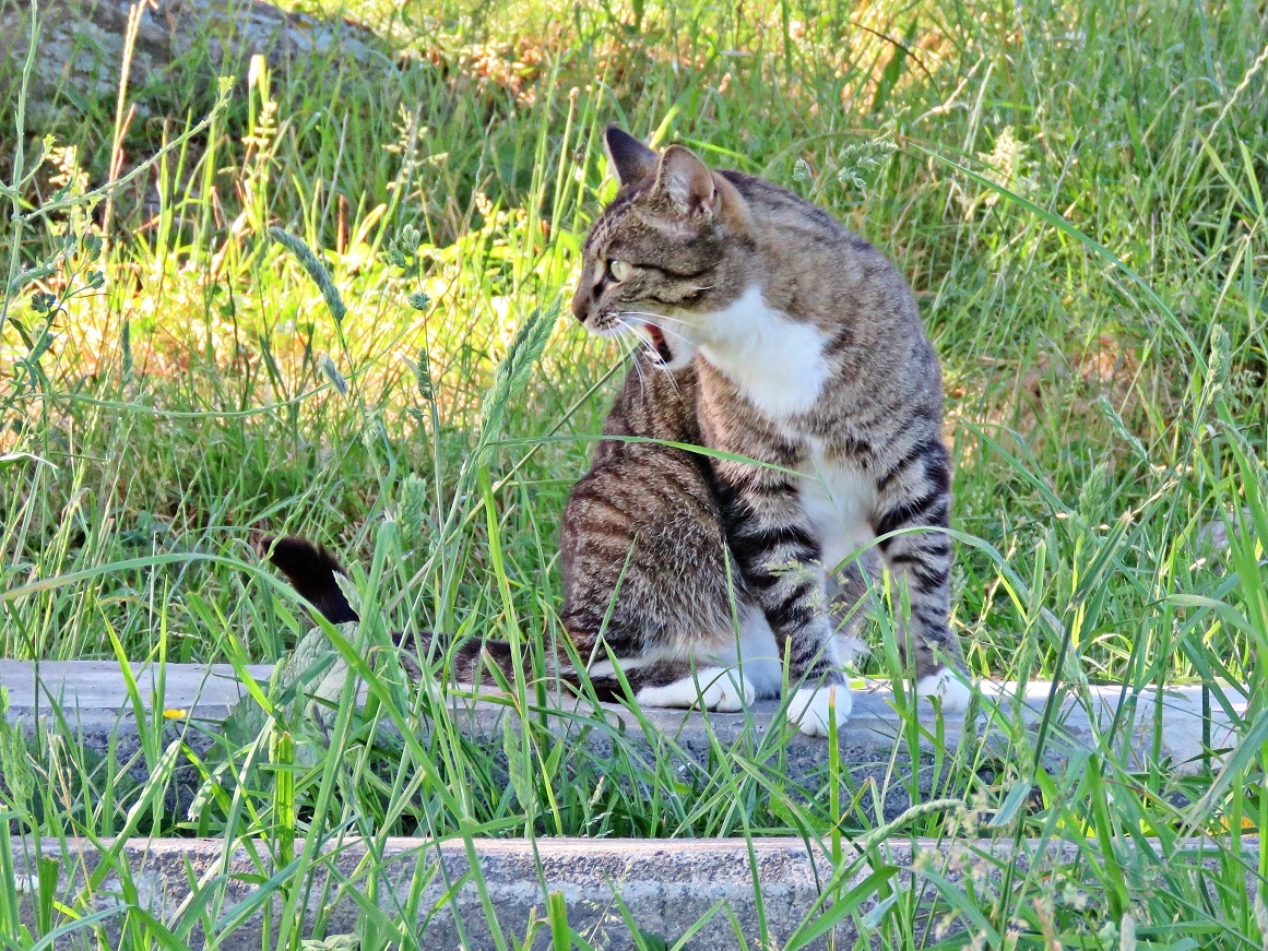 IMG_0438 v (2).webp