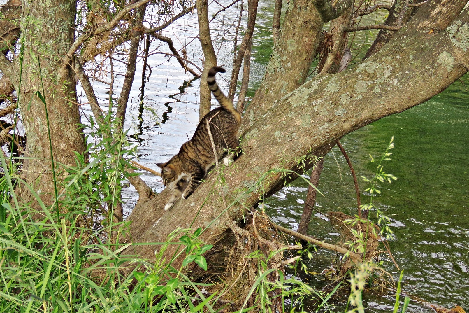 IMG_0457 - Copy.webp