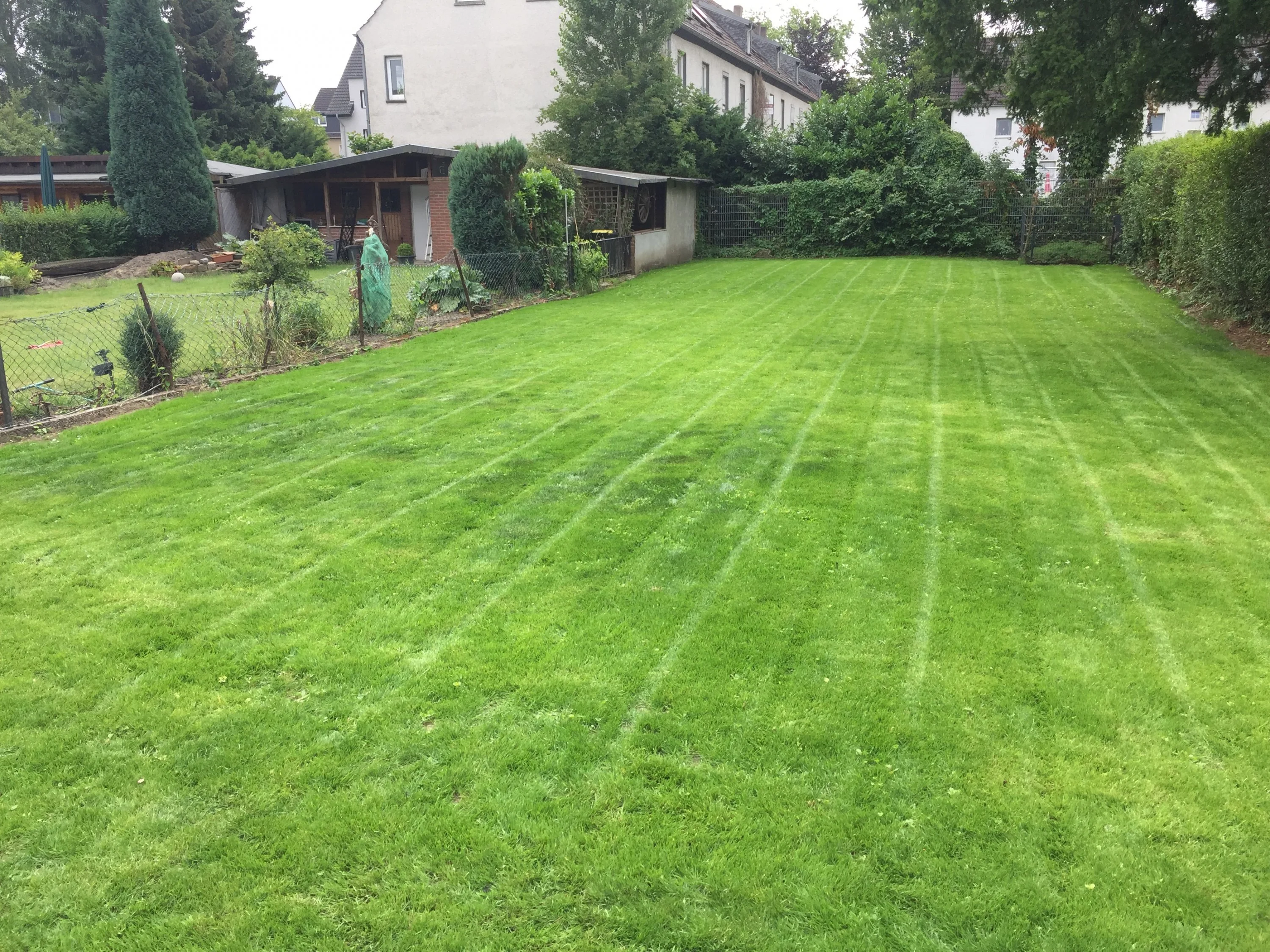 Rasen matschig/klebrig (?)