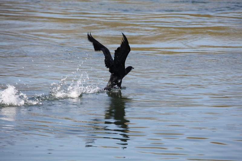IMG_0755.webp
