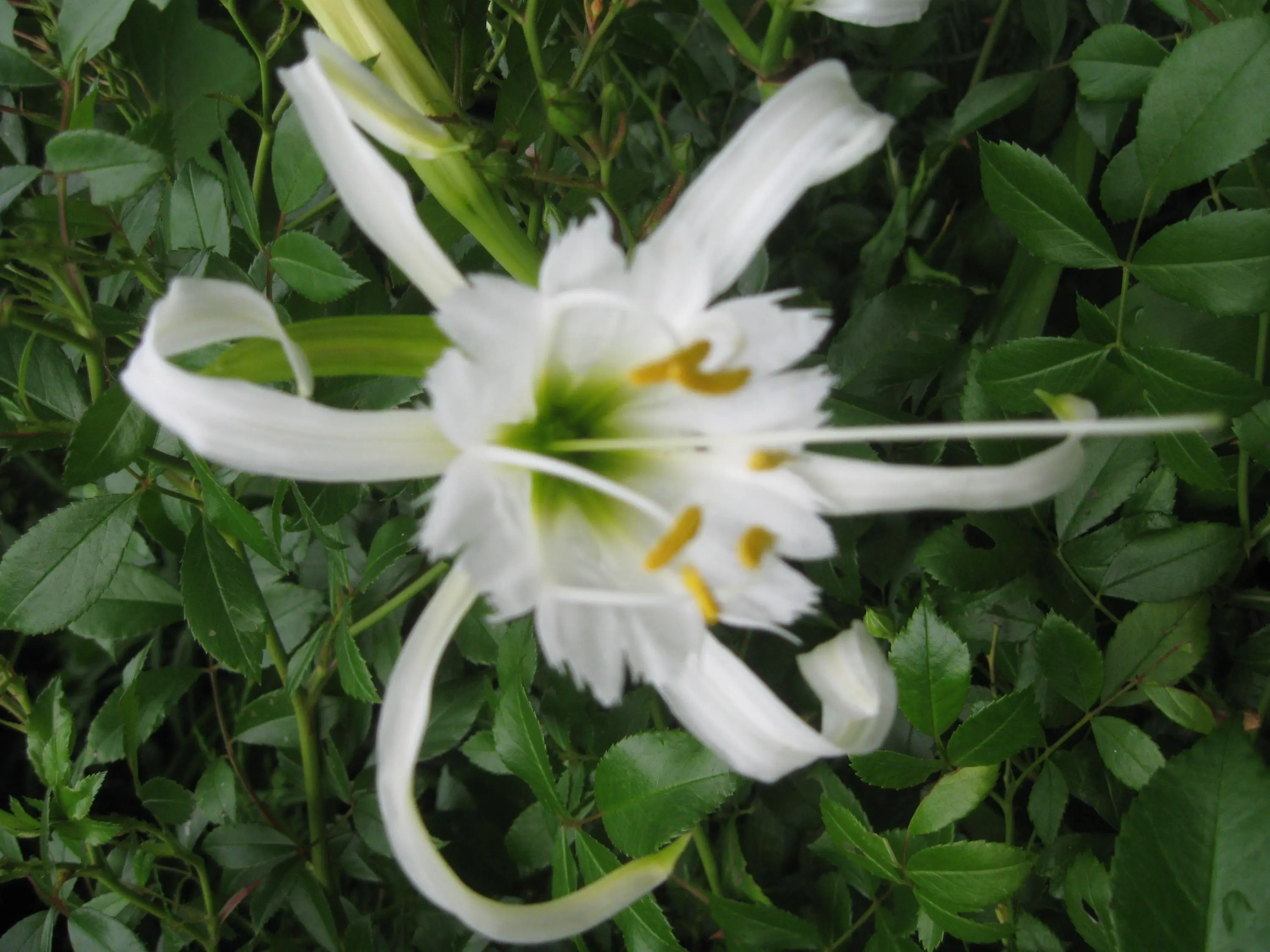 Welche Lilie ist das?