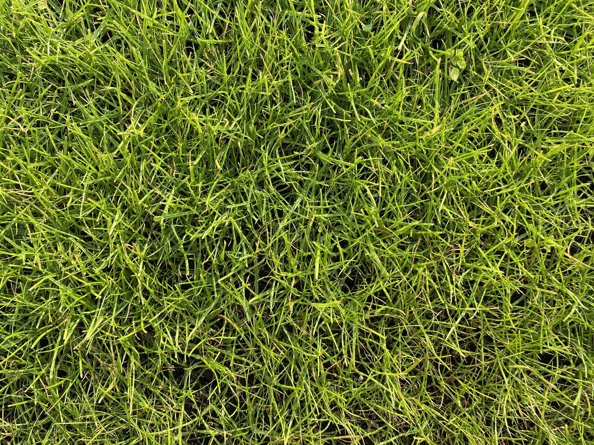 IMG_0787.webp