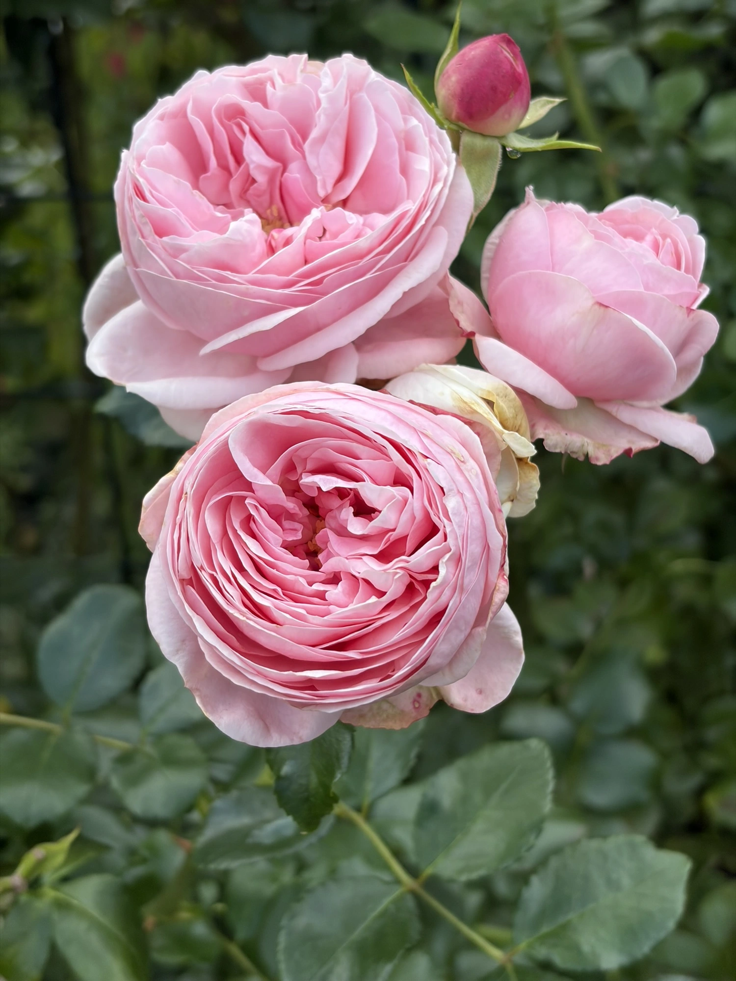IMG_0837.webp