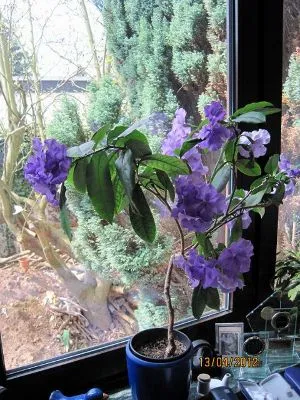 Zimmerpflanze Blaue Blüten