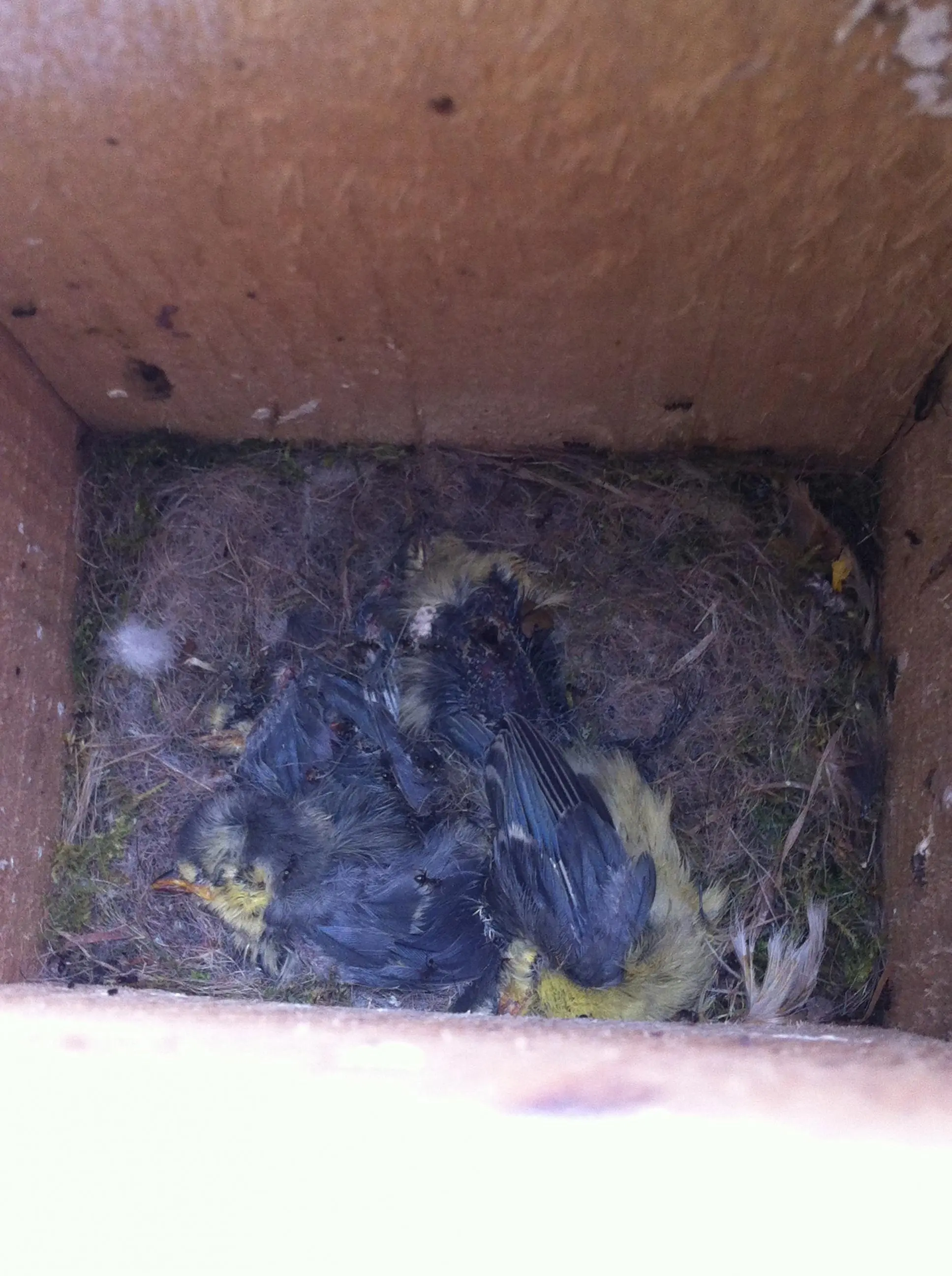 Meisen/Spatzen im Nest tot?