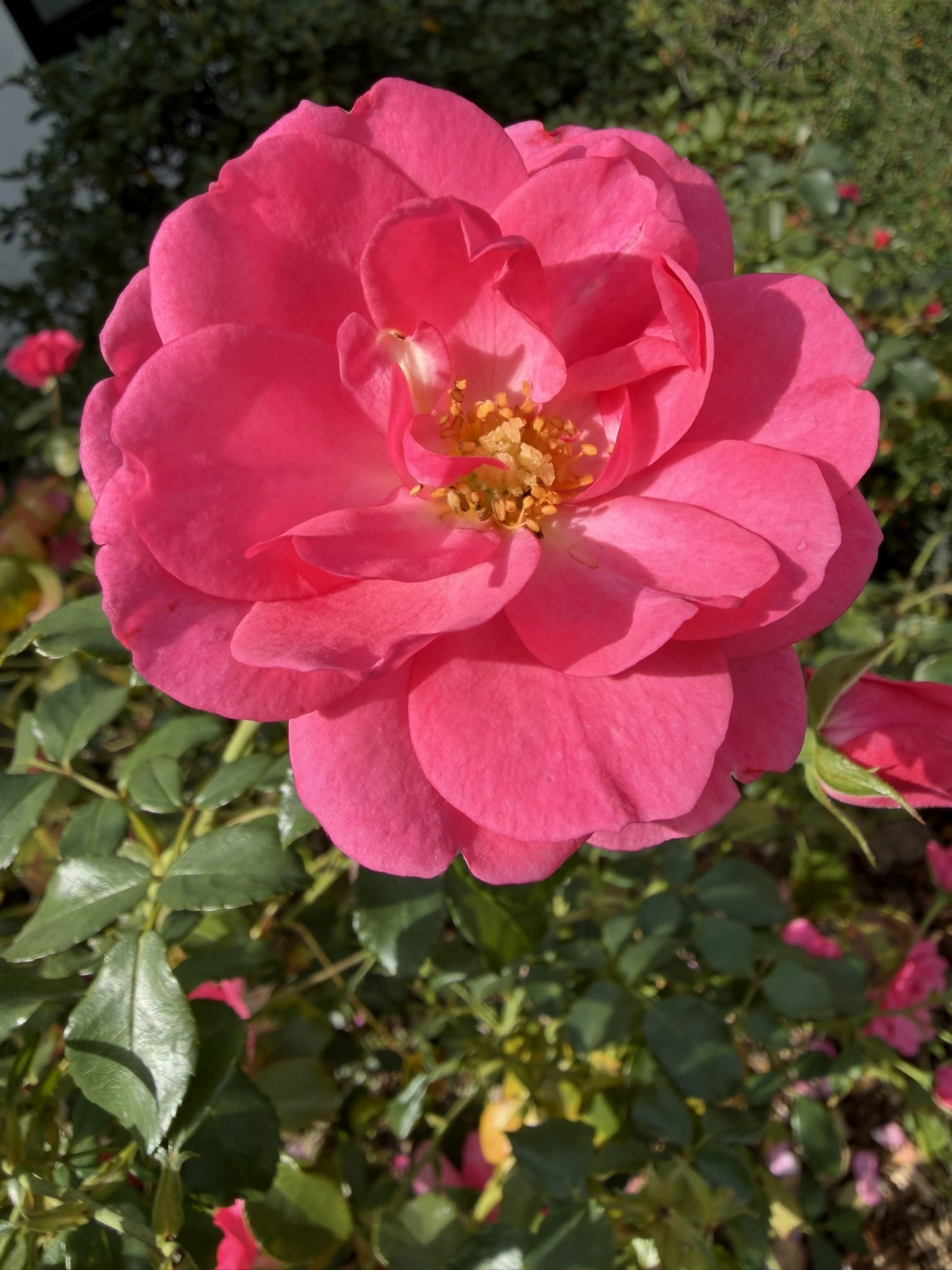 IMG_0897.webp