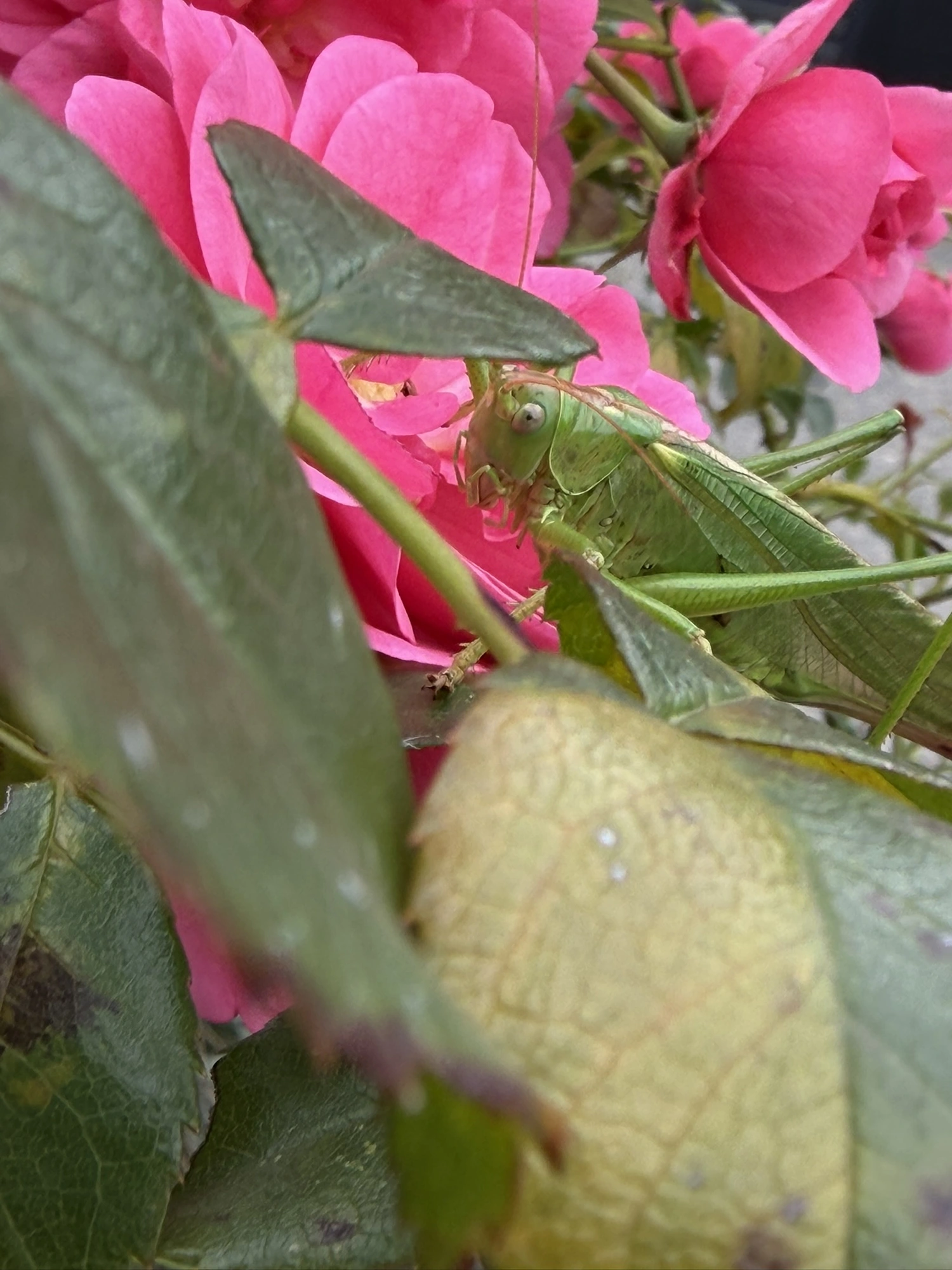 IMG_0919.webp
