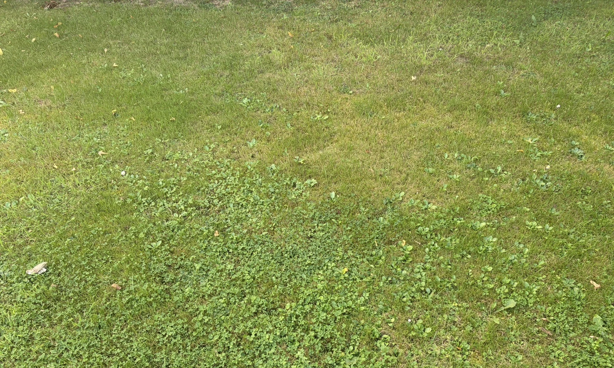 IMG_0929.webp