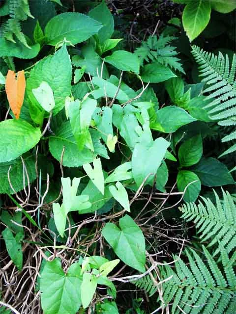 Was ist das für eine (Schlingpflanze)