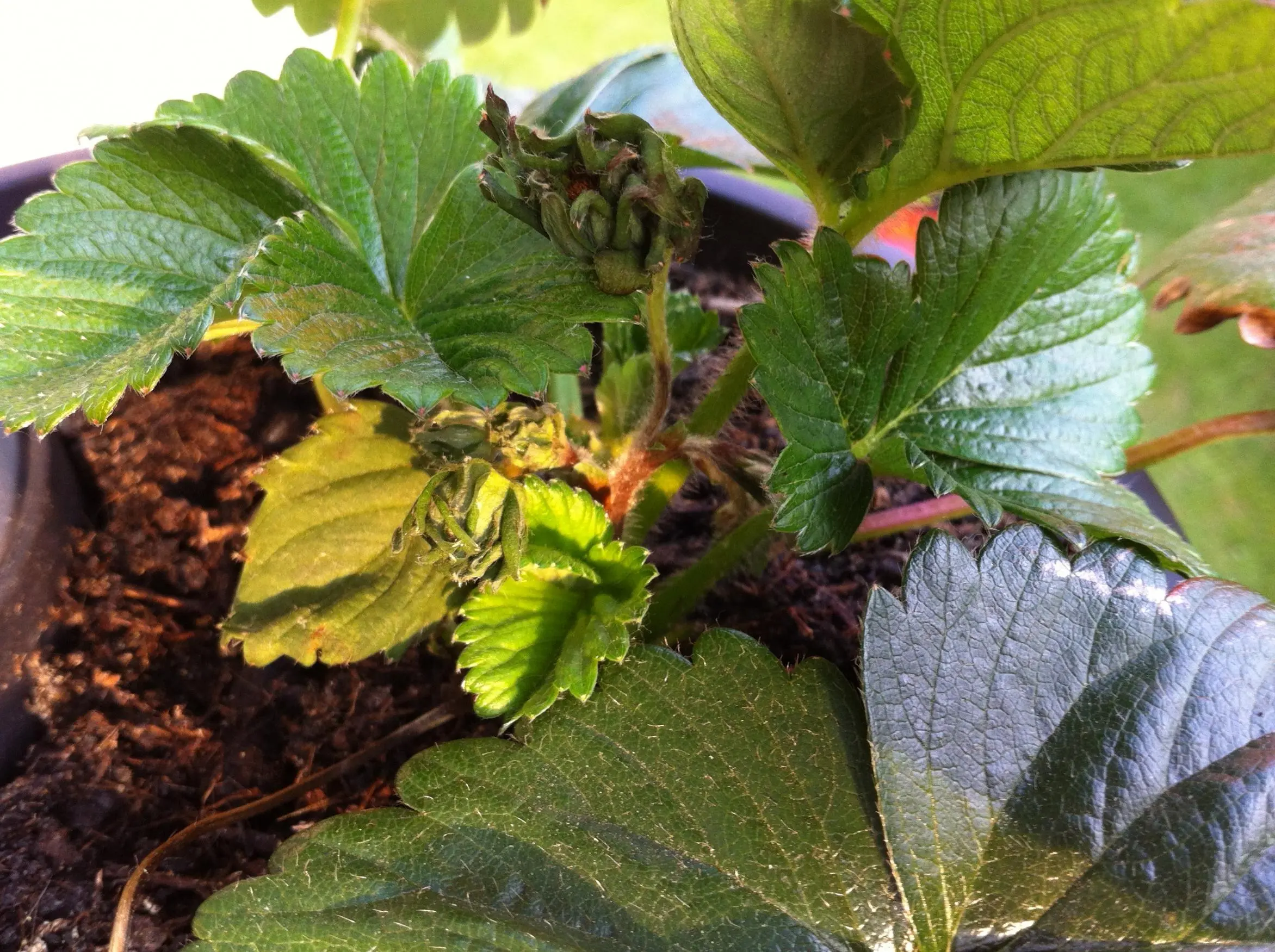 Erdbeere Stängel der Blüten werden von unten braun