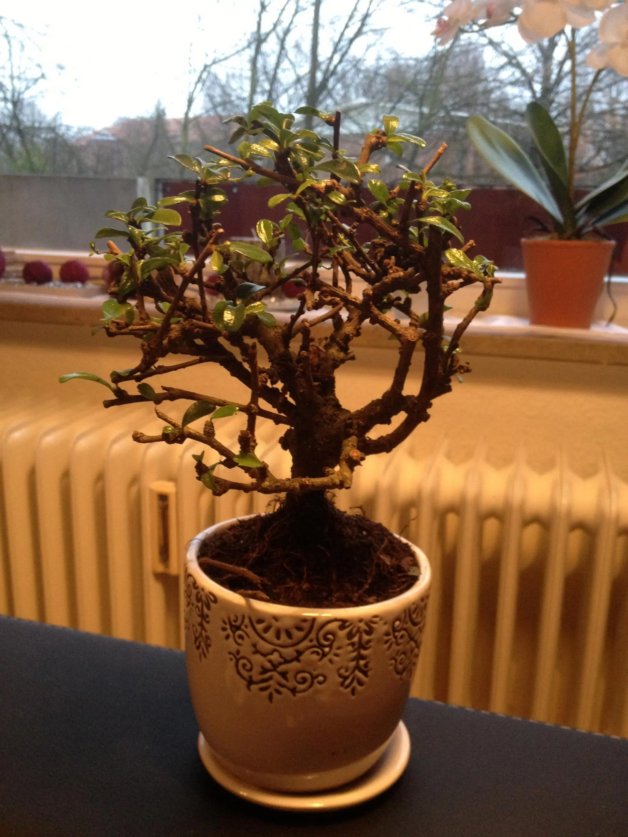 welche sorte von bonsai ist es?