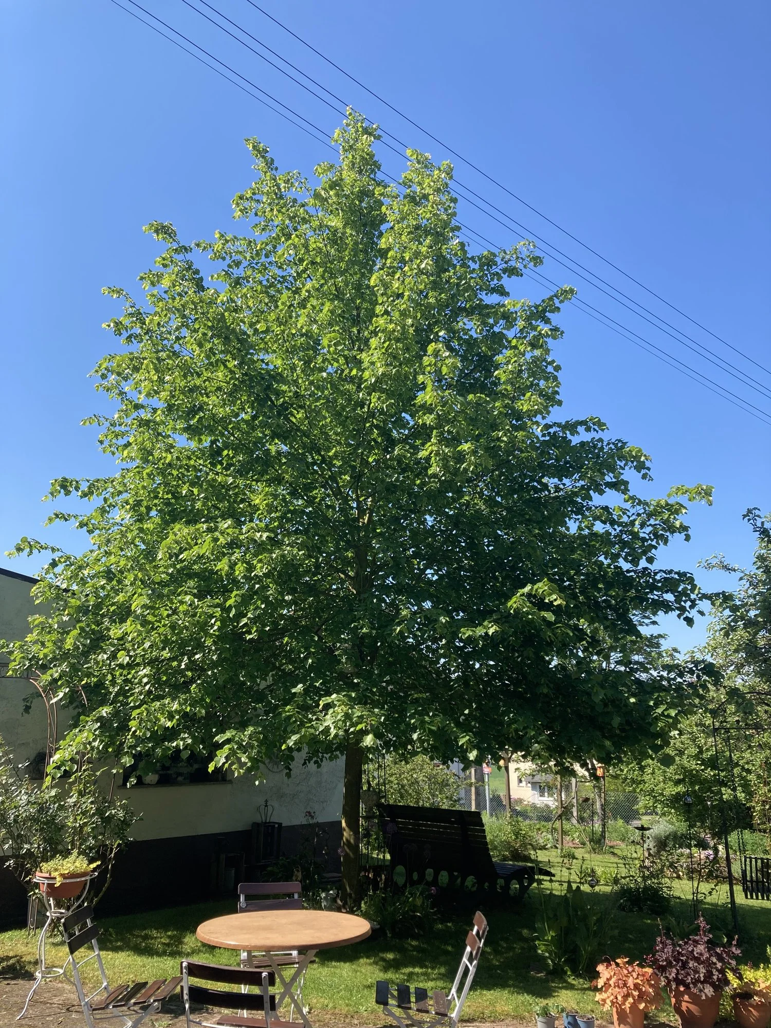 IMG_1036.jpeg