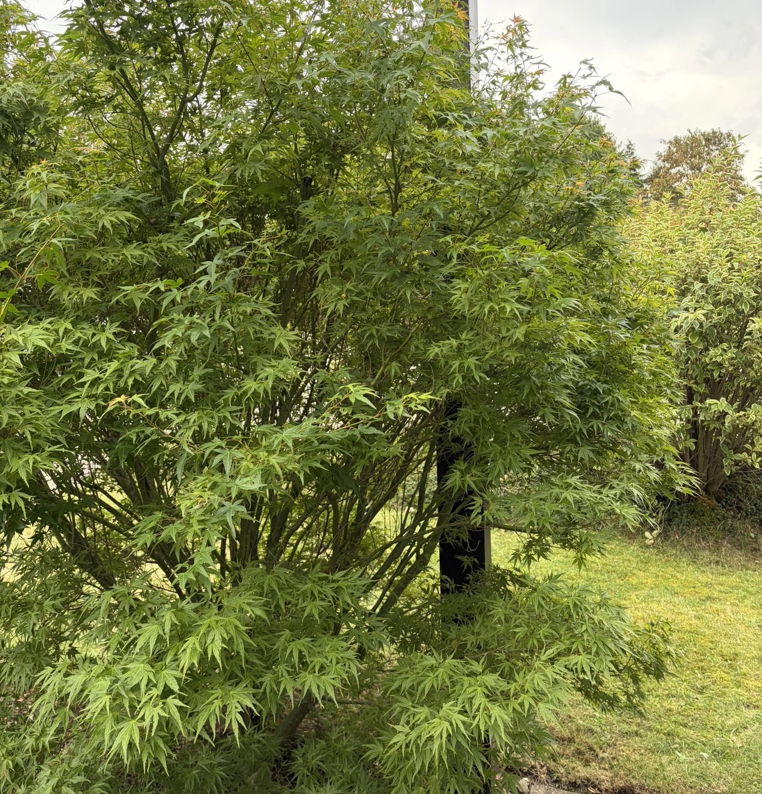 IMG_1066.webp