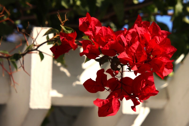 IMG_1069.webp