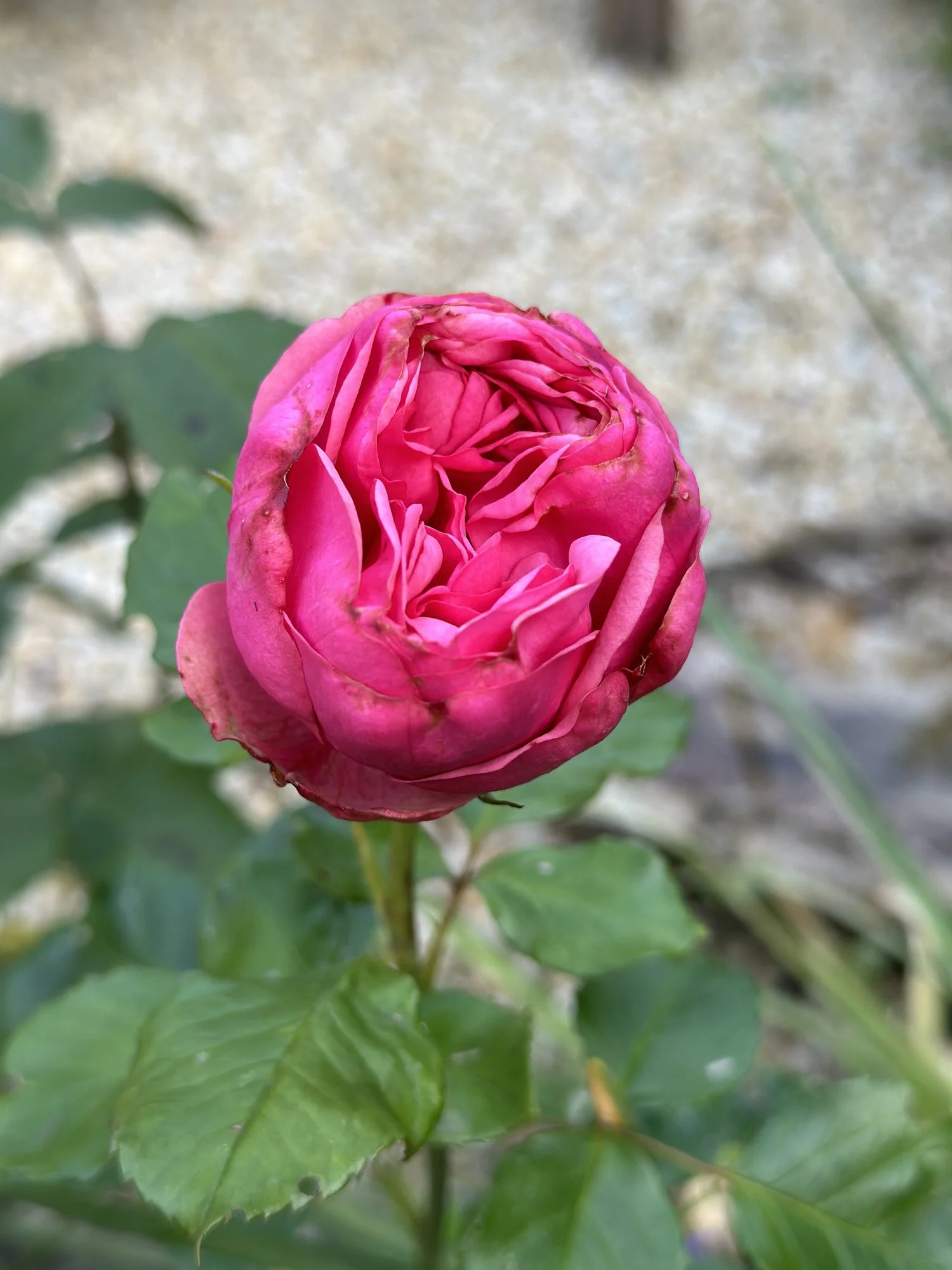 IMG_1108.webp