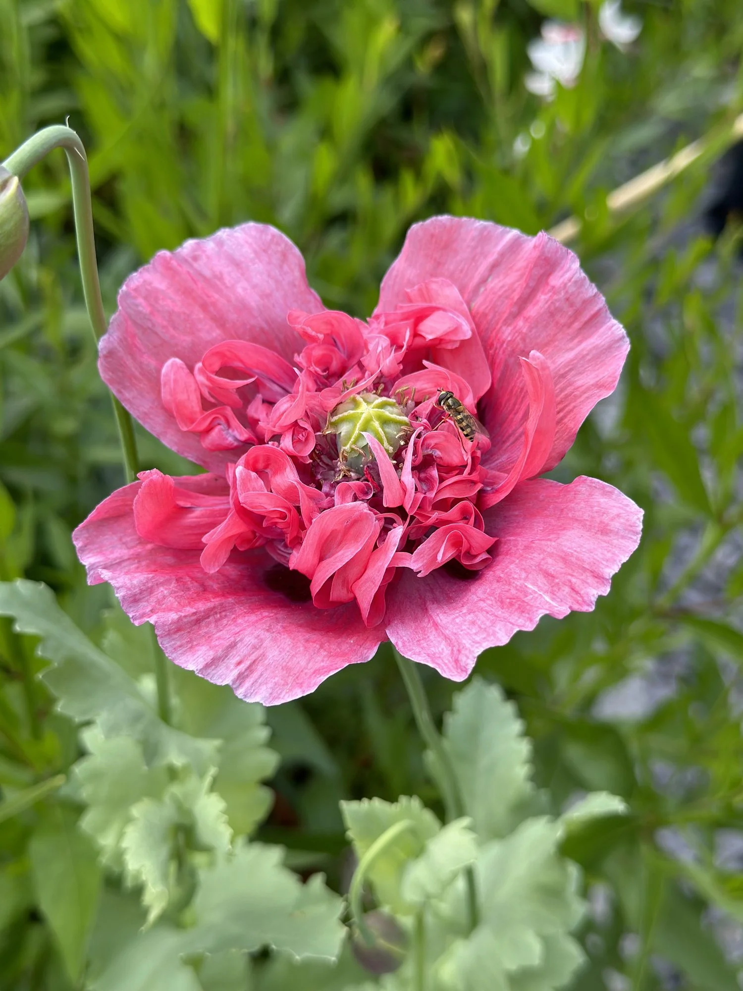 IMG_1114.webp