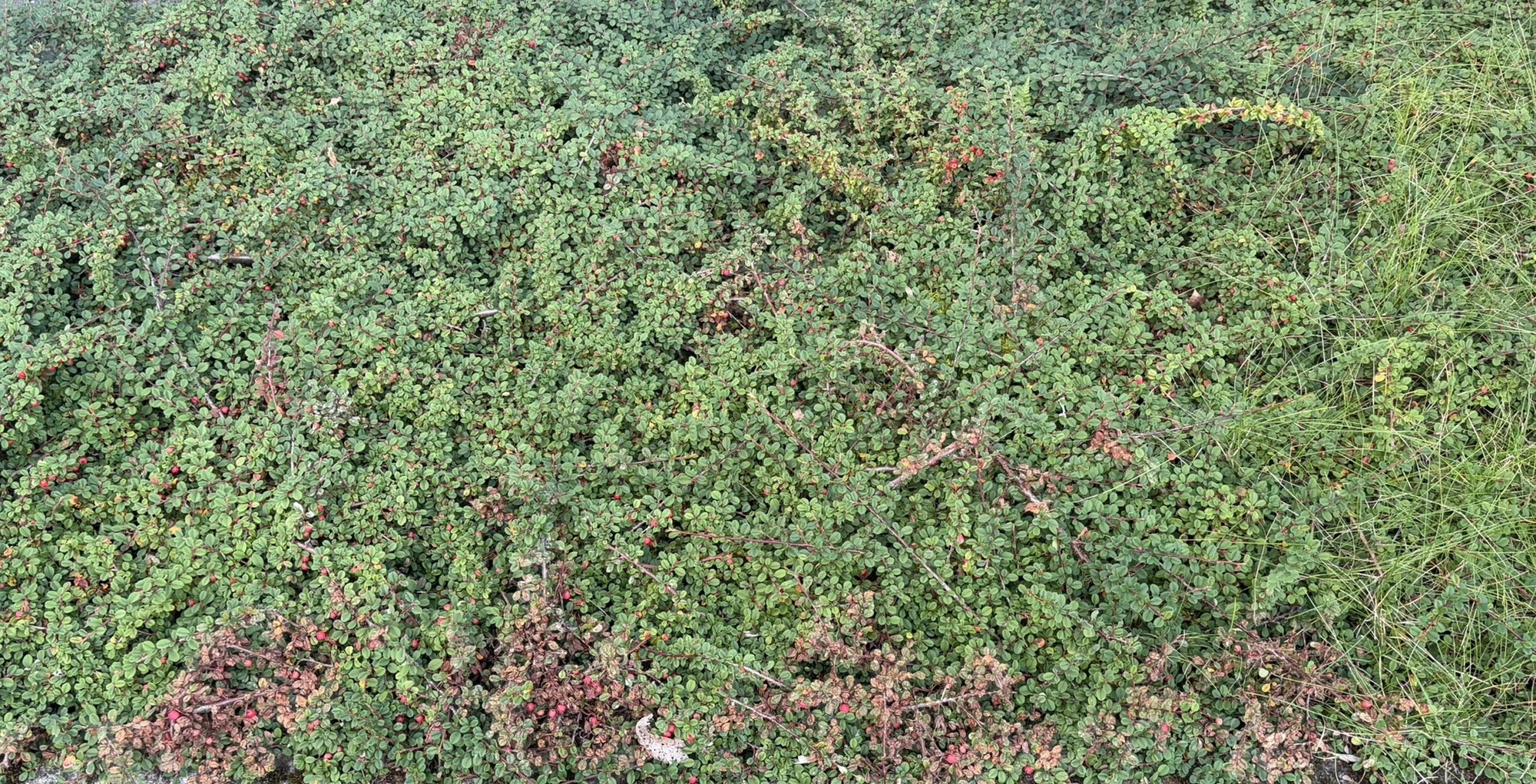IMG_1173.webp