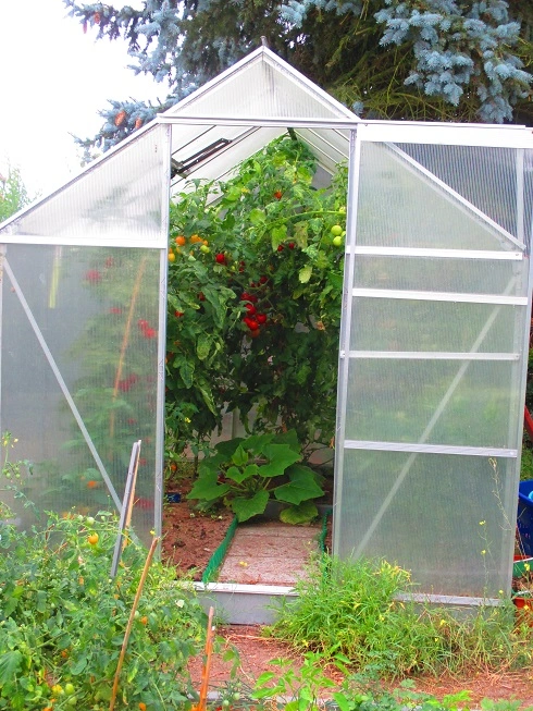 Wachstum von Tomaten fördern gute Hausmittel?