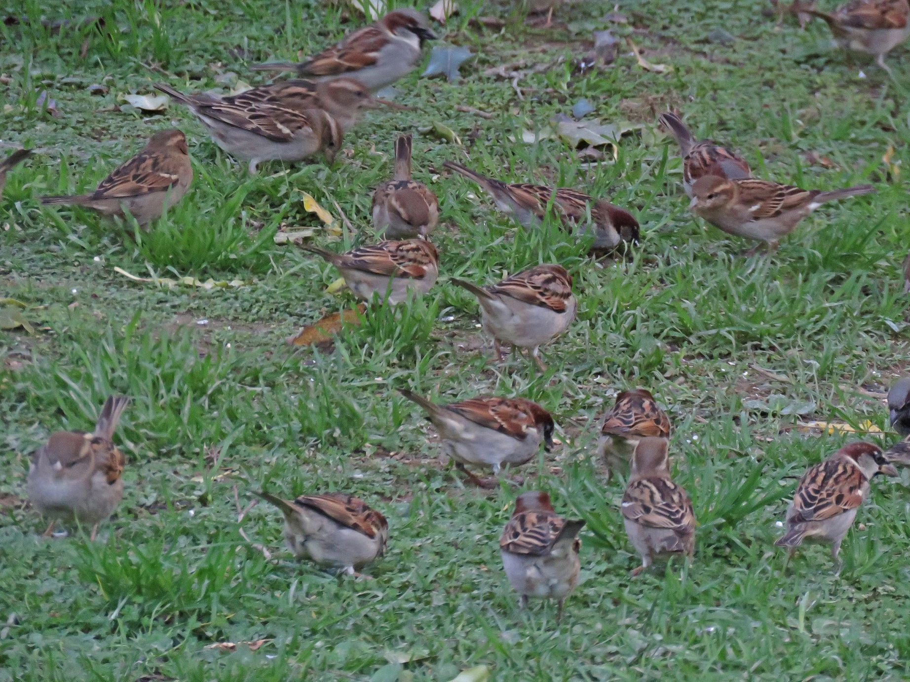 IMG_1239 v (2).webp