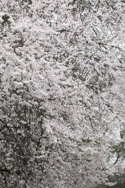 IMG_1286.webp