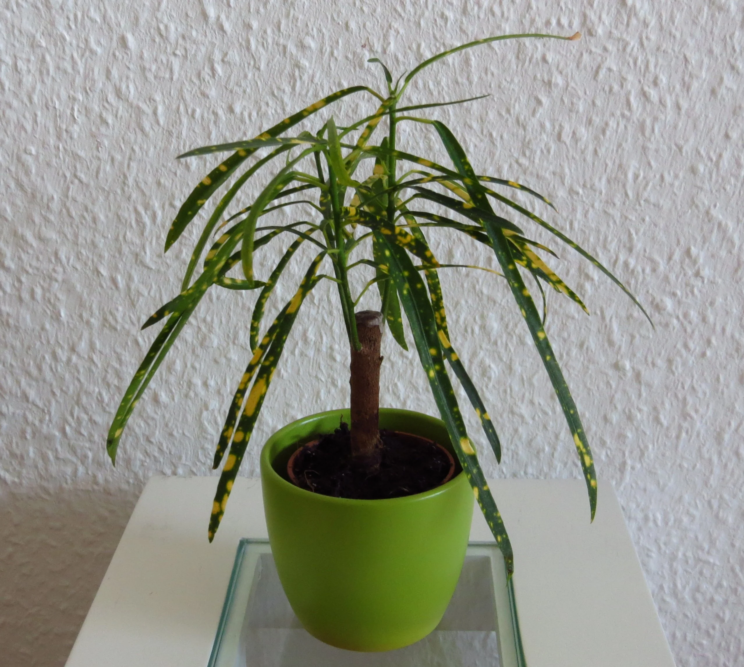 Mini Baum grüne lange schmale Blätter m. gelben Flecken