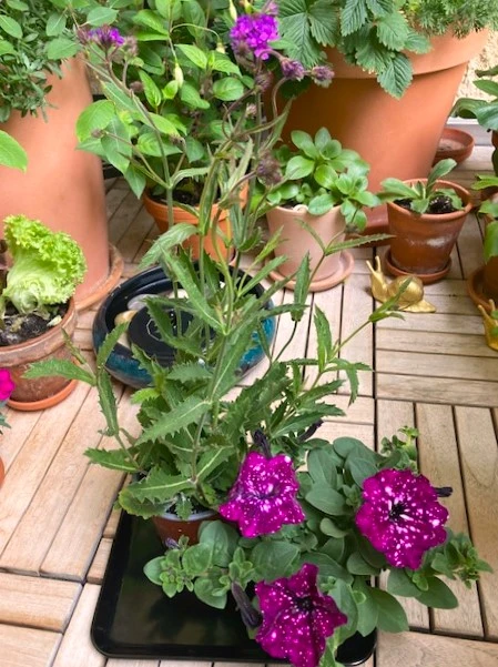 IMG_1392.webp