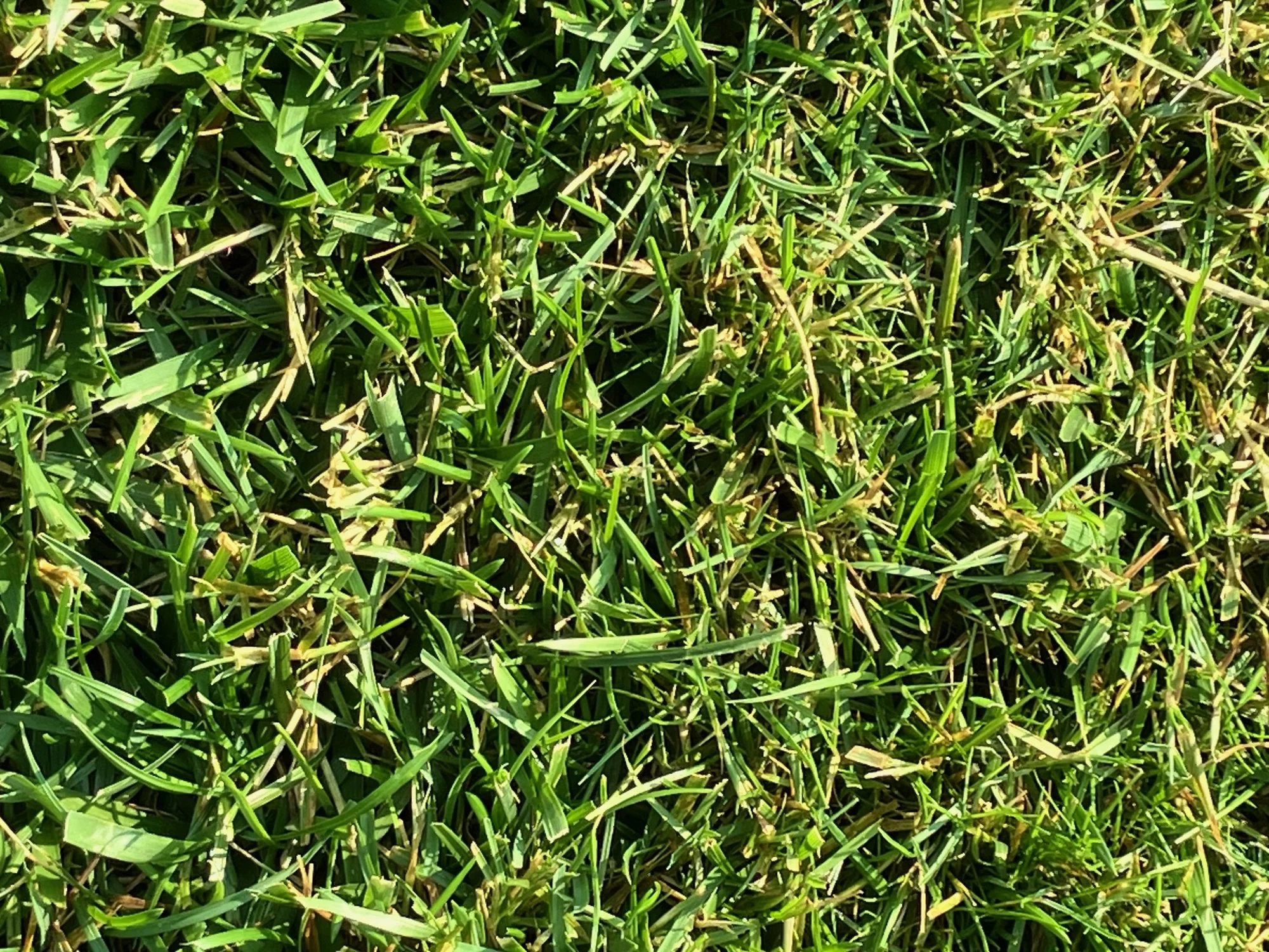 IMG_1420.webp