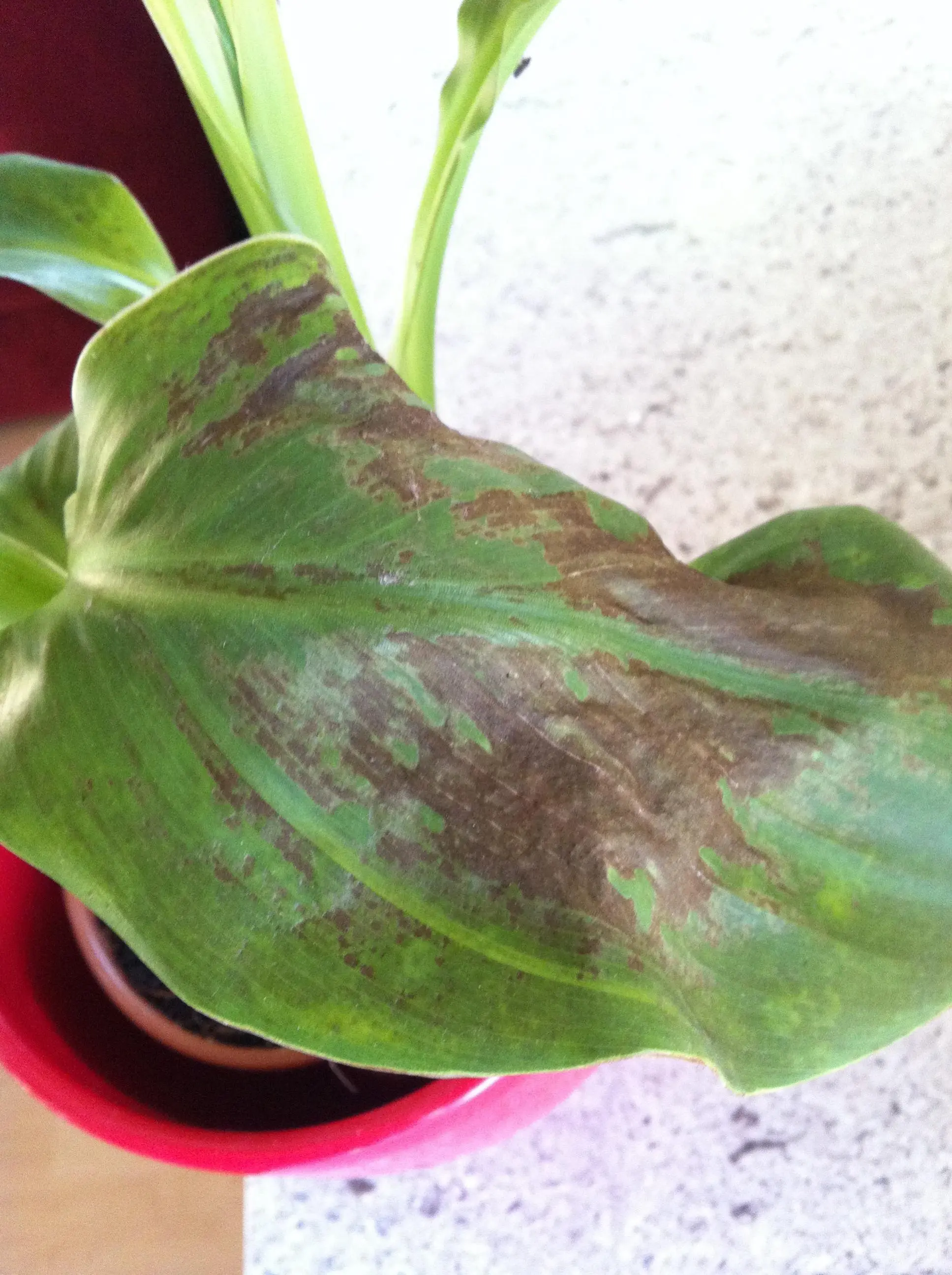 Pflanzen haben braune Stellen auf Blättern... (Efeutute und Canna
