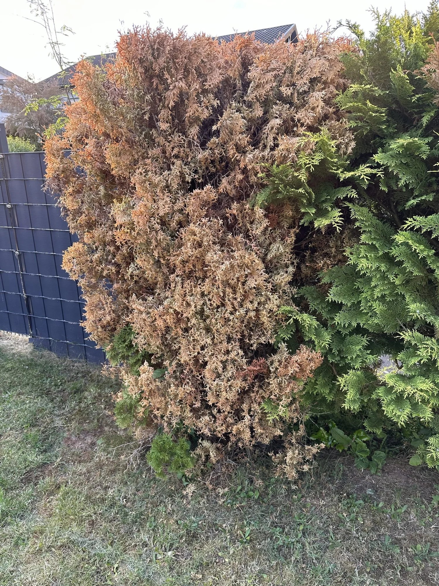 Thuja Hecke wird braun und Pflanzen sterben
