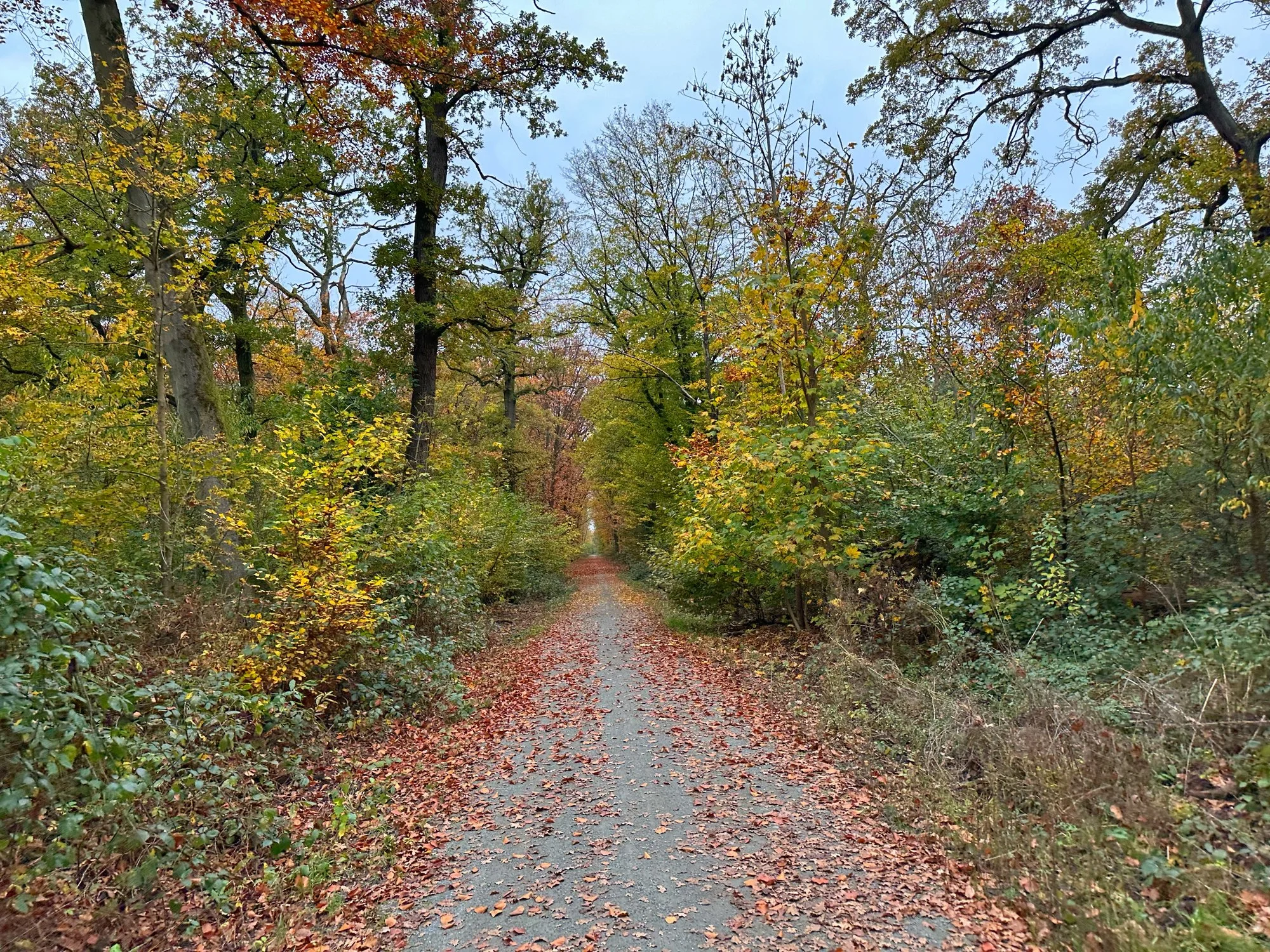 IMG_1635.webp