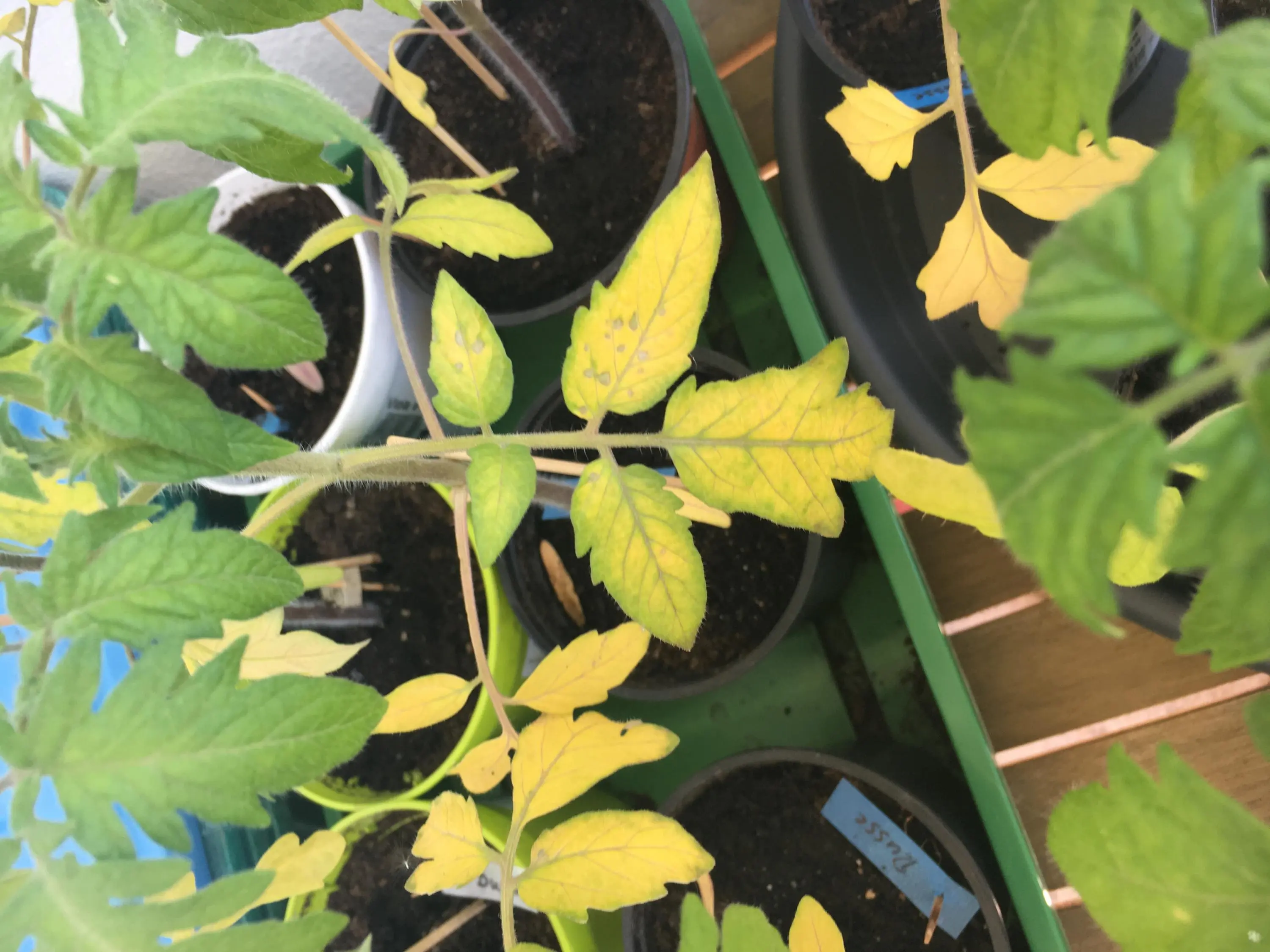Tomaten bekommen gelbe Blätter