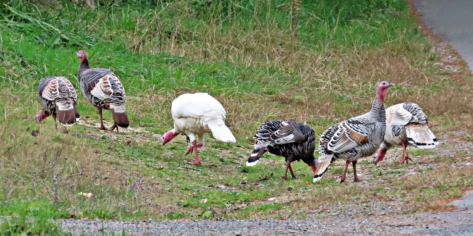 IMG_1660 - Copy.webp