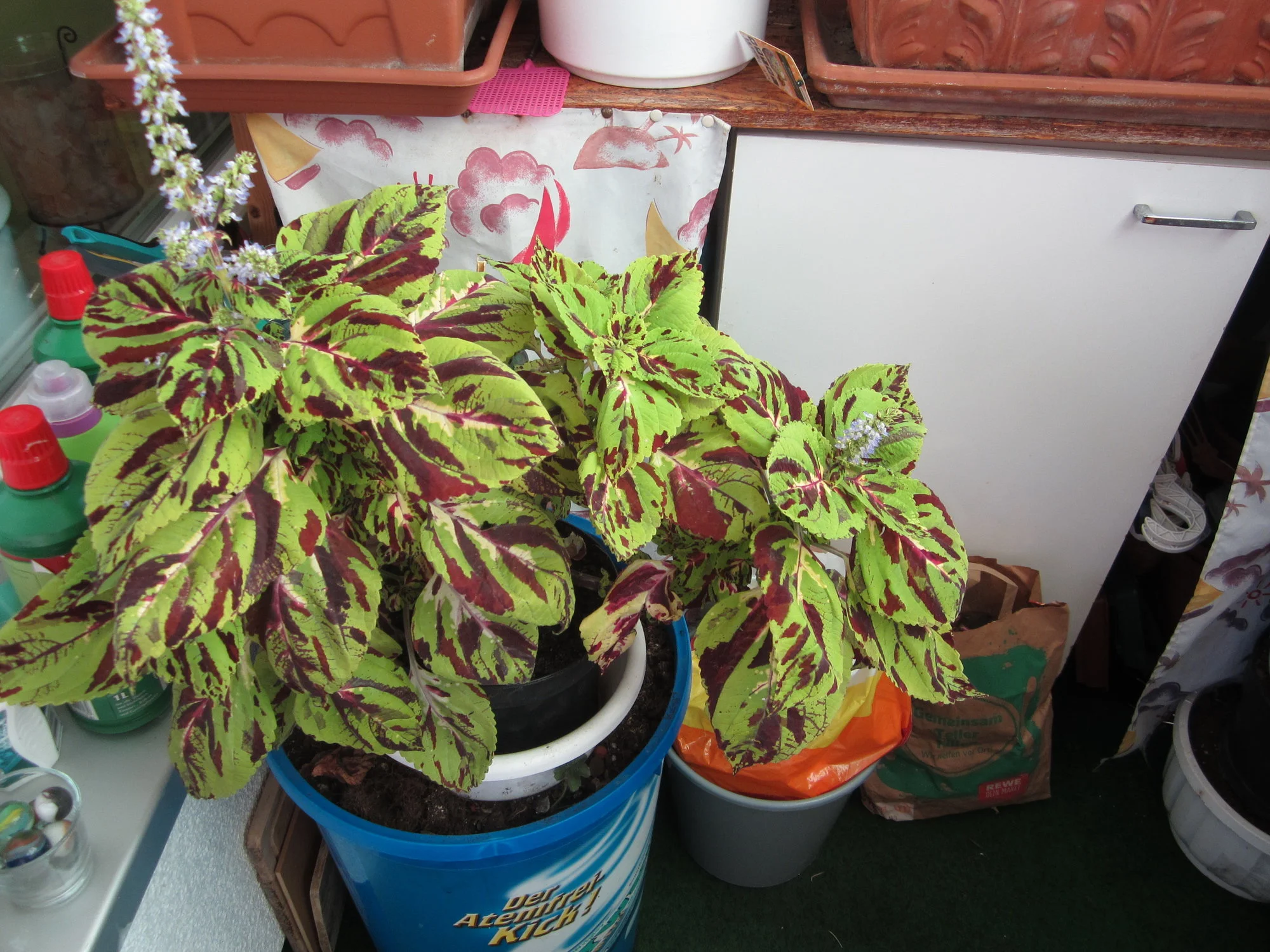 IMG_1697.webp