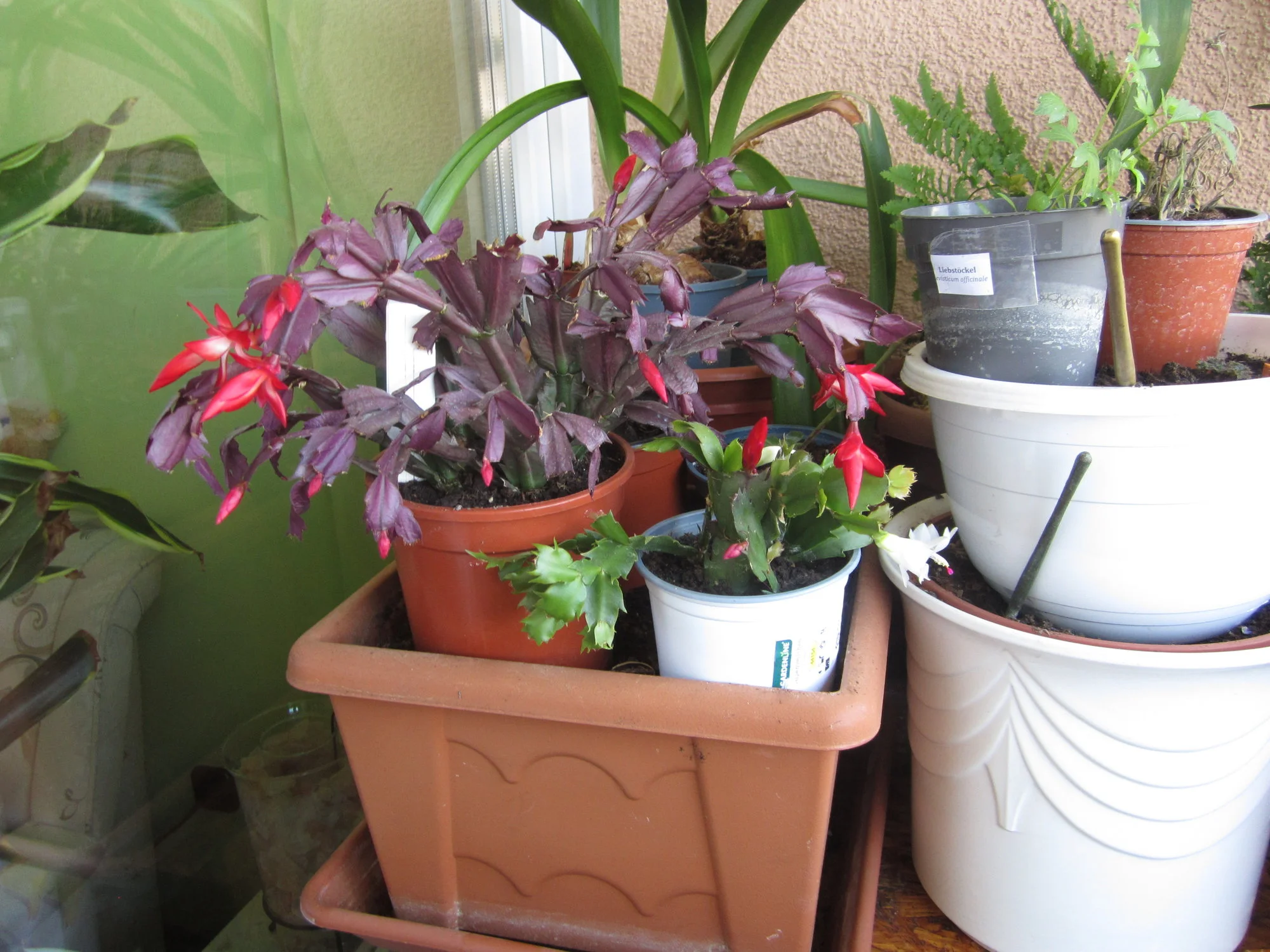 IMG_1709.webp