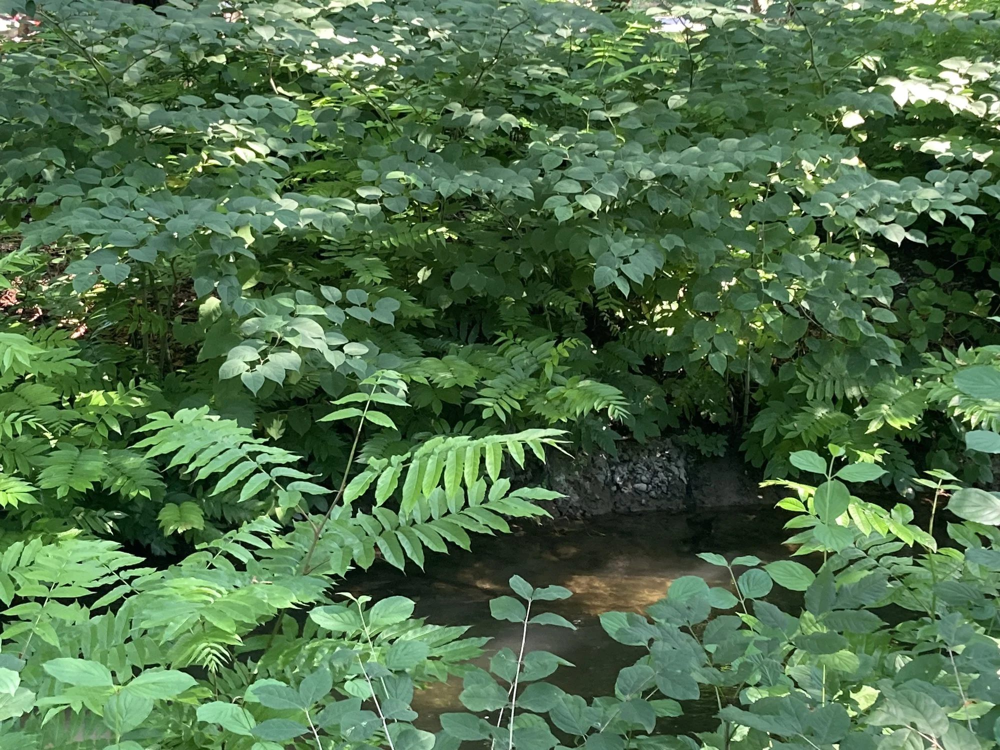 IMG_1850.jpeg