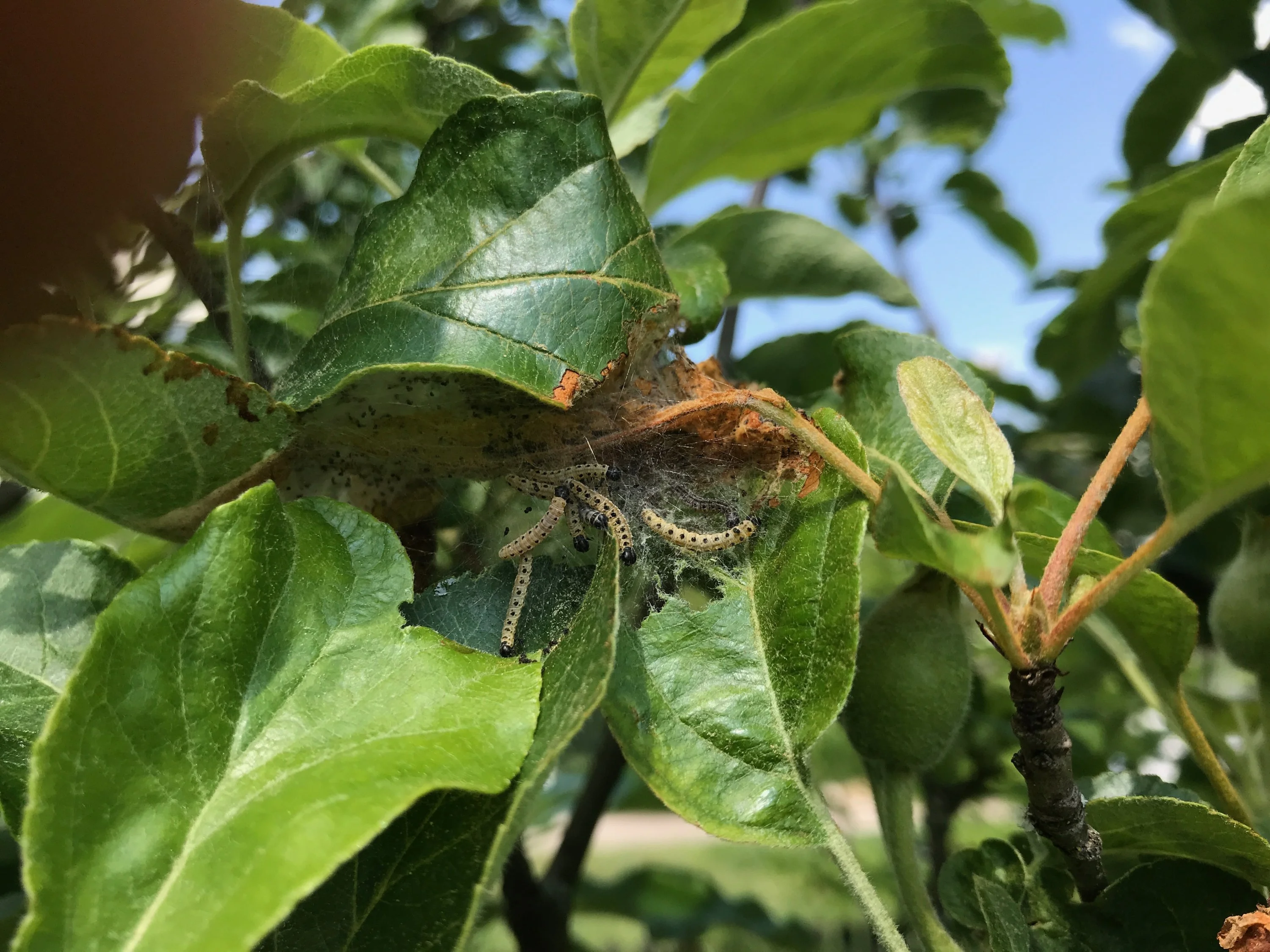 Raupe Im Apfelbaum