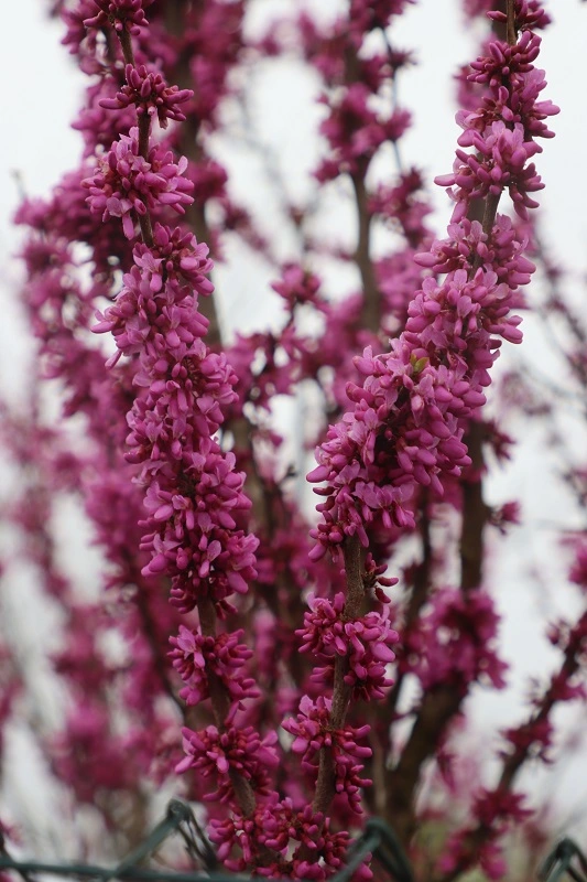 IMG_1910.webp