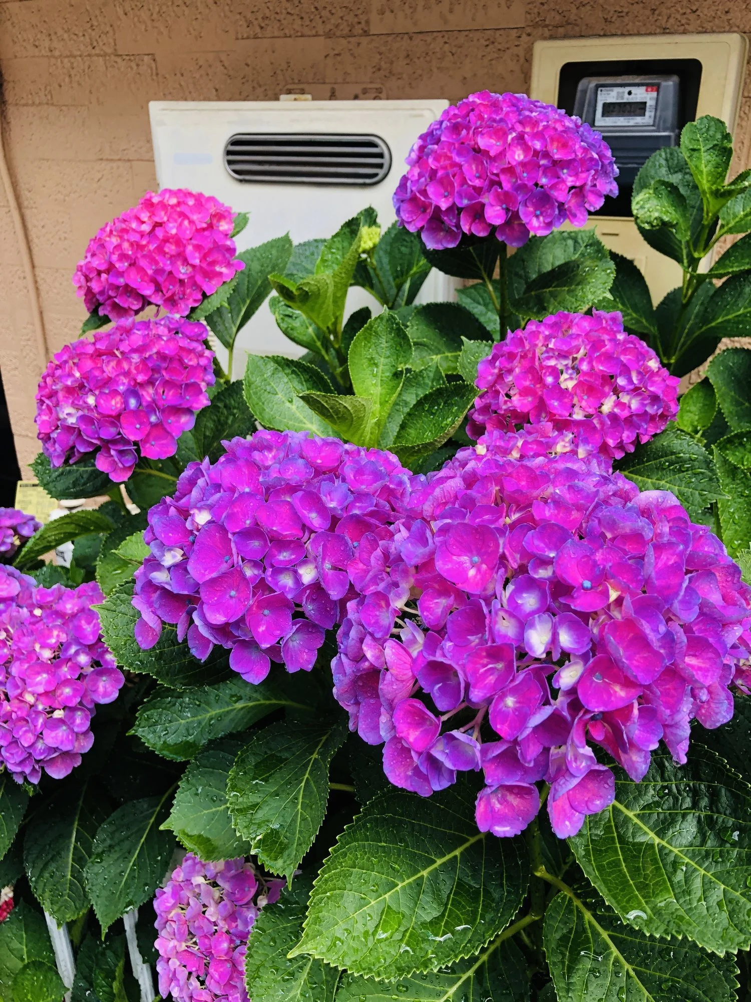 IMG_1958.webp