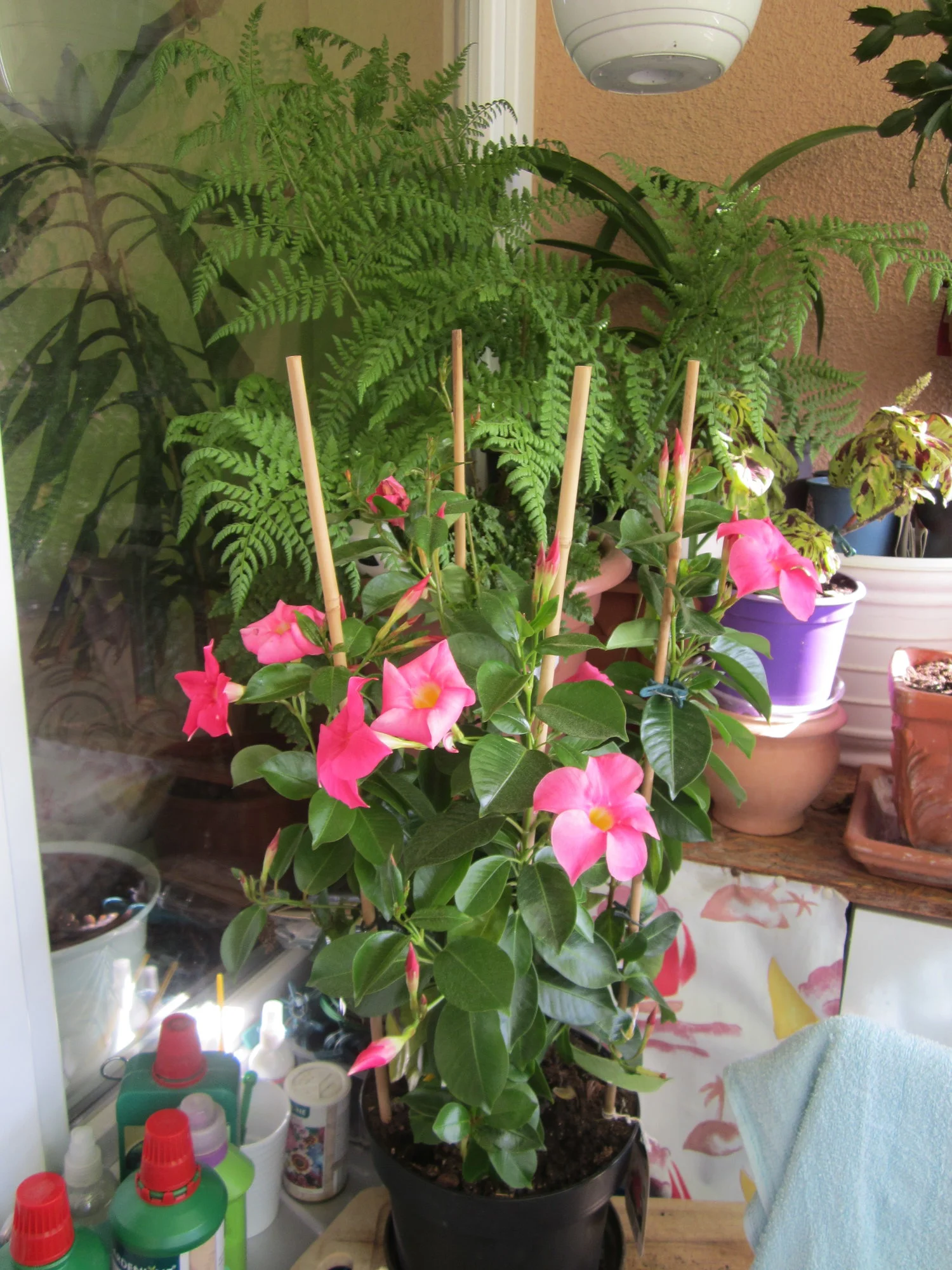 IMG_1971.webp