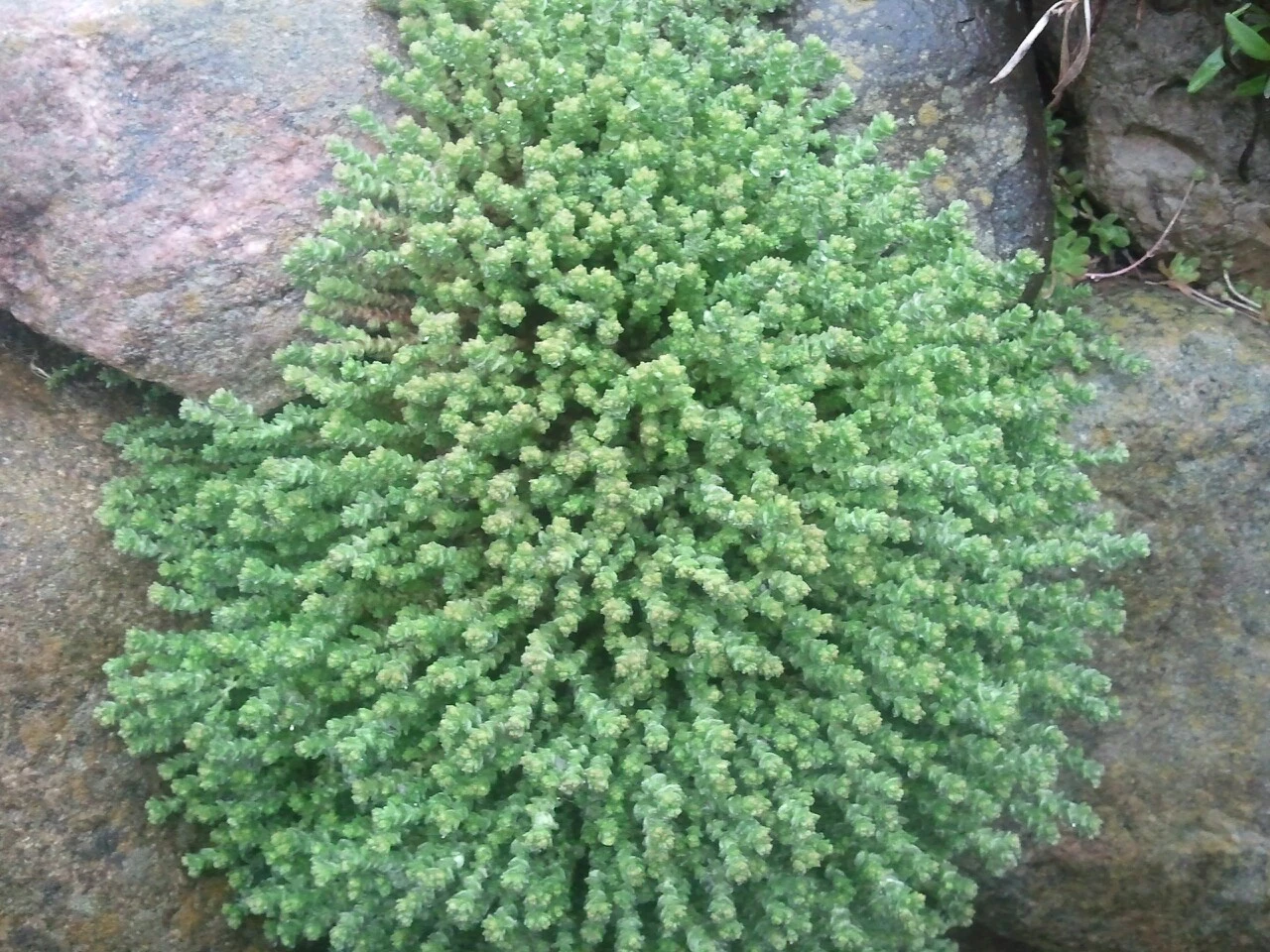 Pflanze in Steinbeet