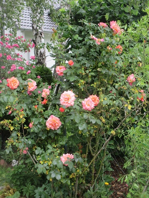 IMG_2015.webp