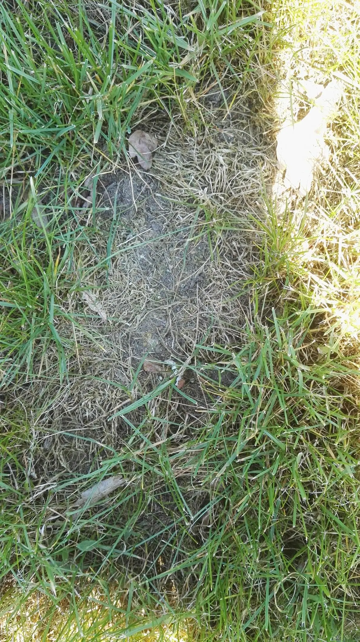 Löcher im Rasen