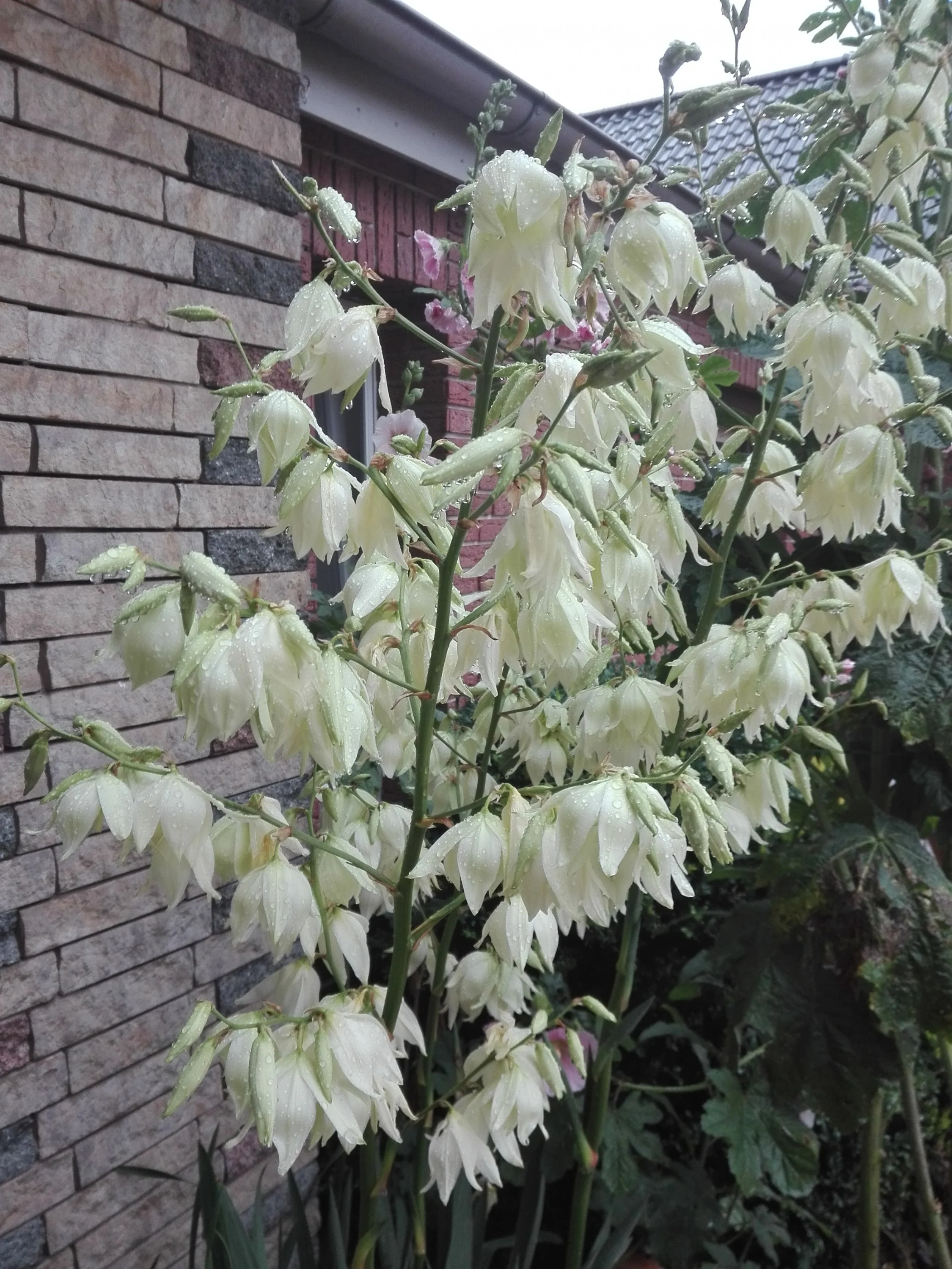 Welche Blume ist das?