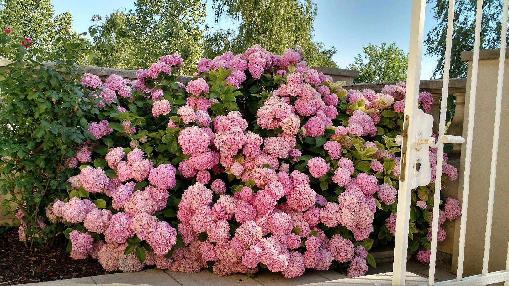 IMG_20170713_171154243_HDR (1).webp